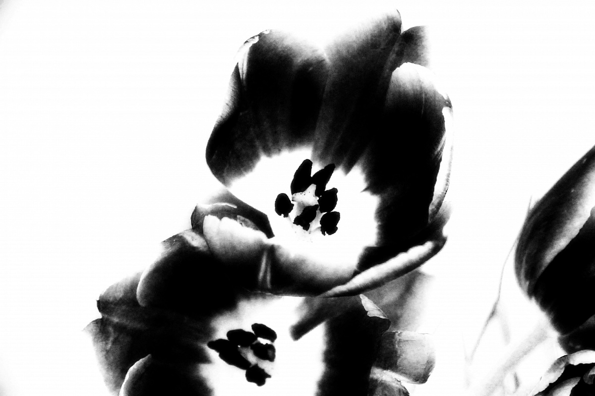 Fiore nero...