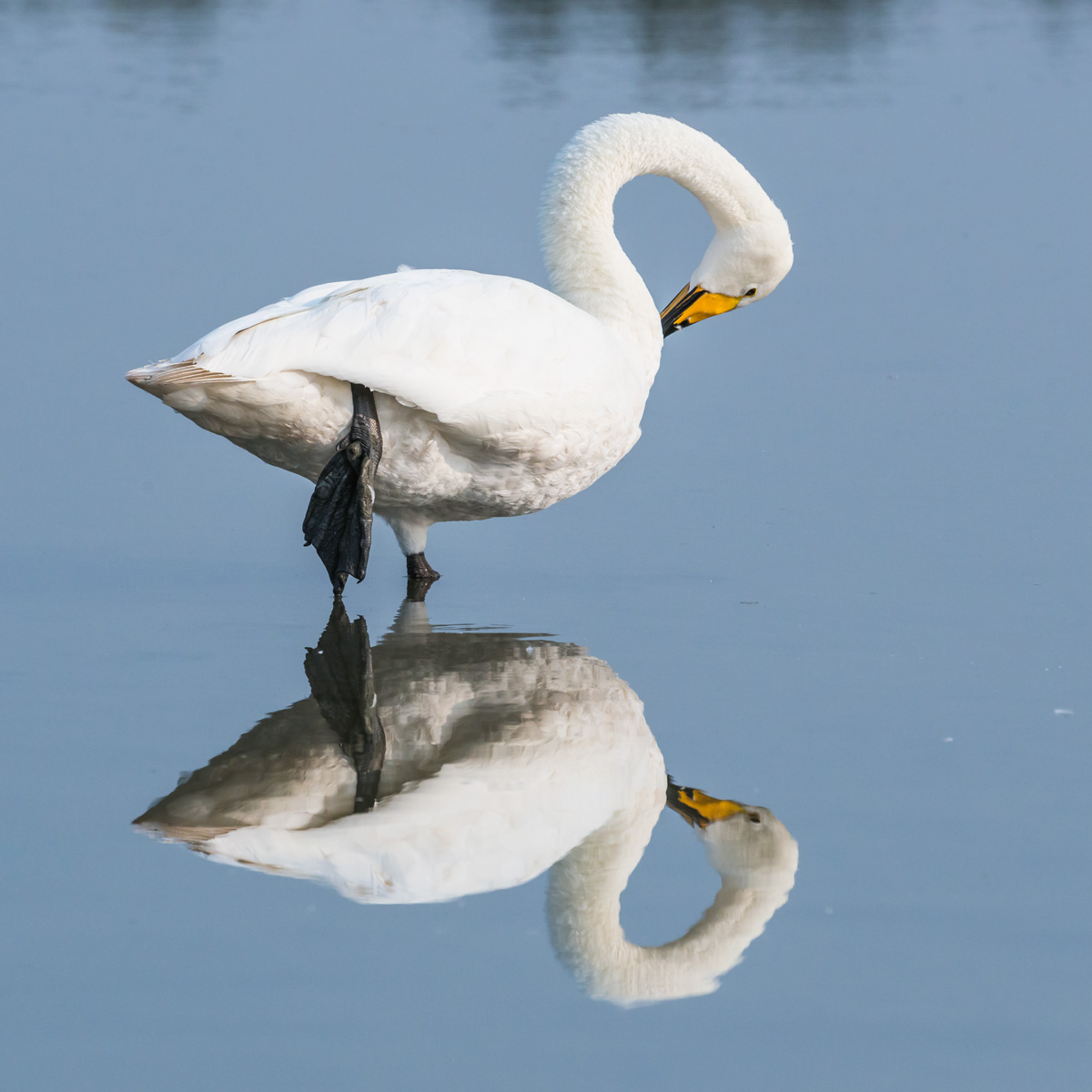Swan in the mirror...
