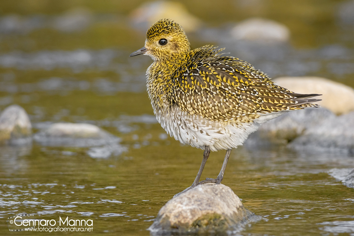 Piviere dorato (Pluvialis apricaria)...