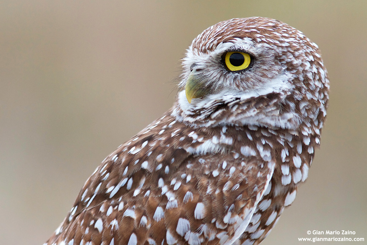 Burrowing Owl (3)...