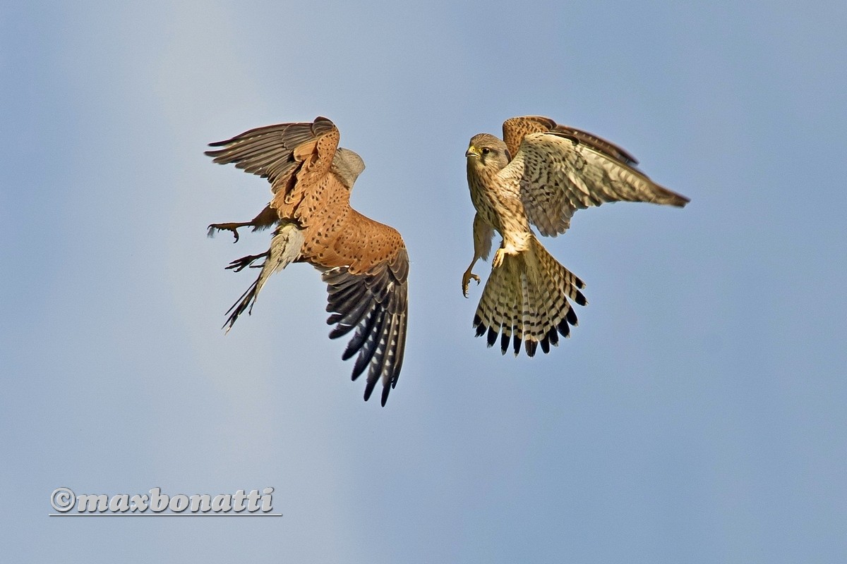 kestrel (Falco tinnunculus)...