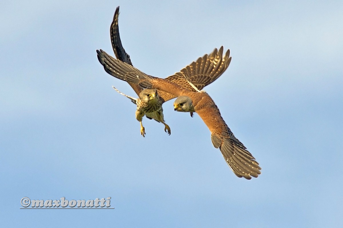 kestrel (Falco tinnunculus)...