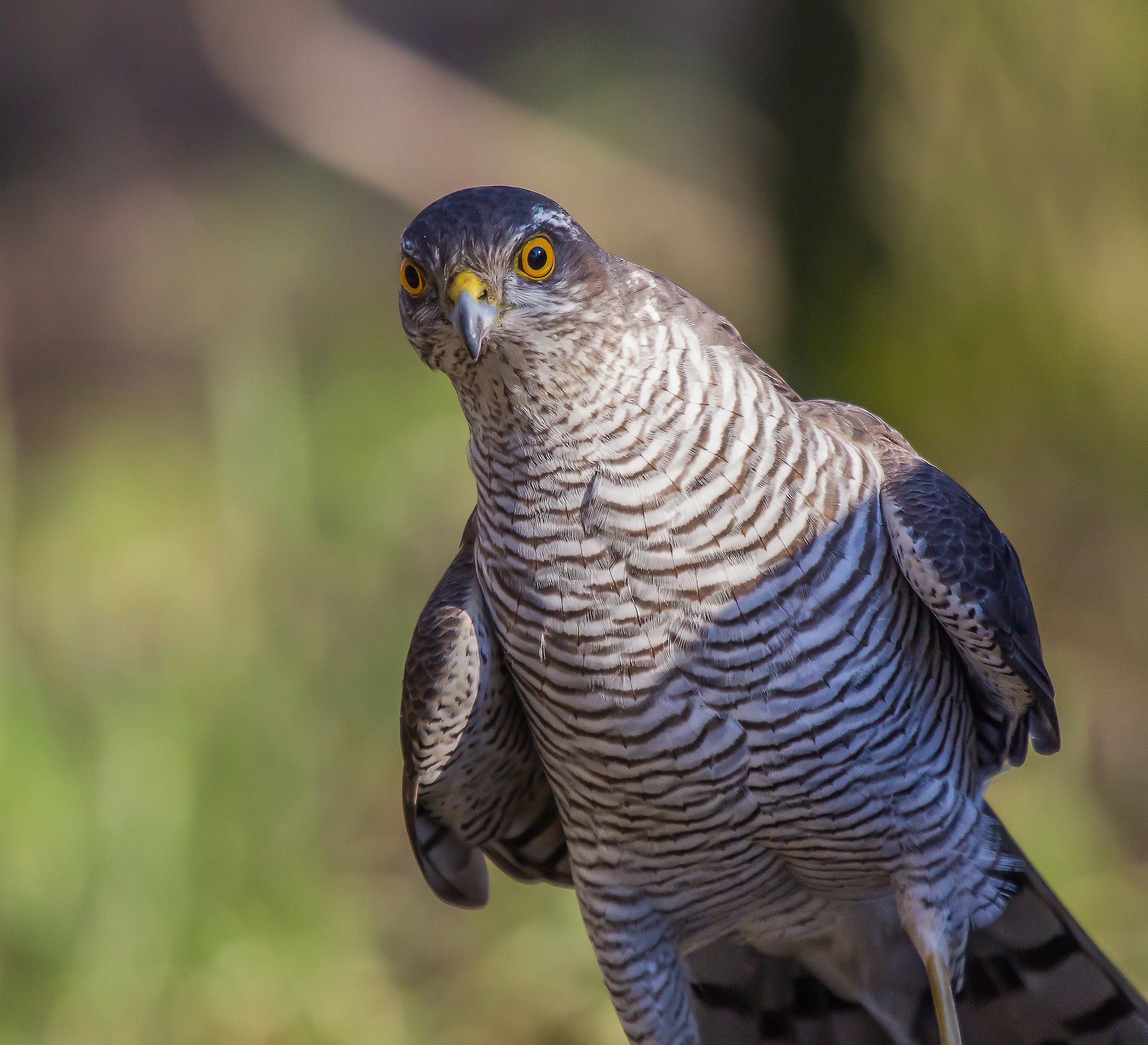 Sparrowhawk...