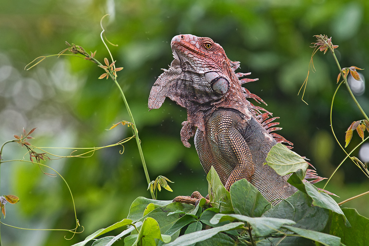 common iguana...