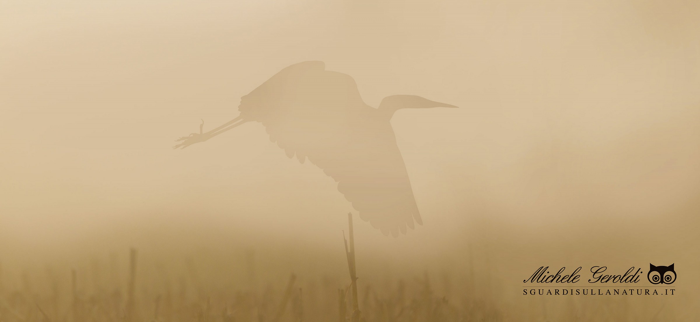 Heron in the fog...