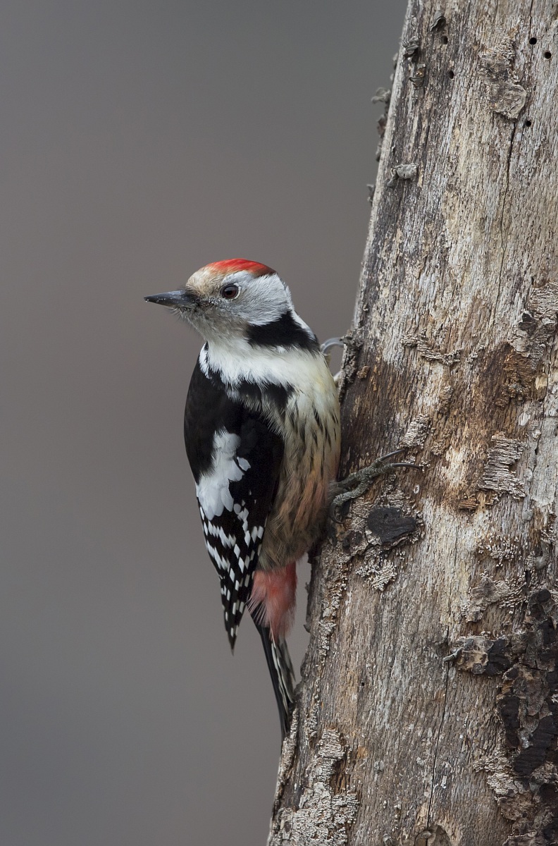 spotted woodpecker...