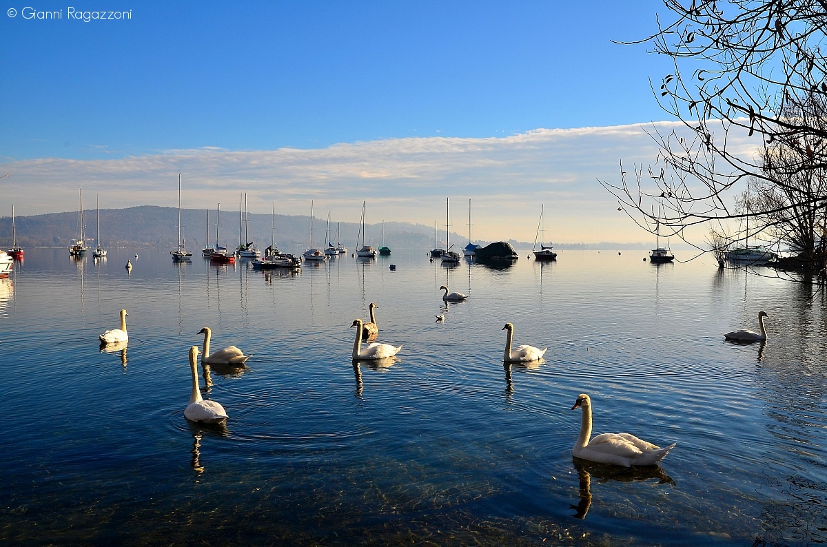 Swans and boats...