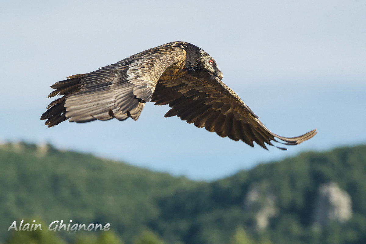 juv bearded suspended...