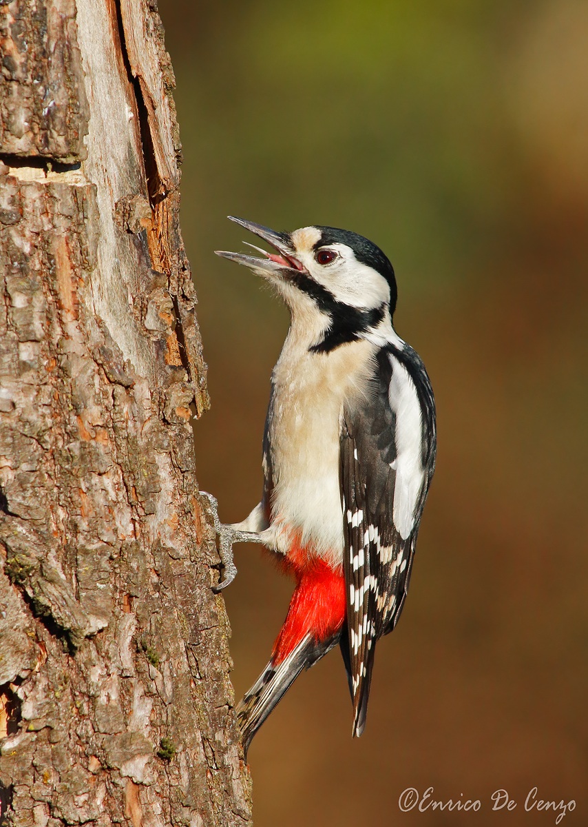 Woodpecker...