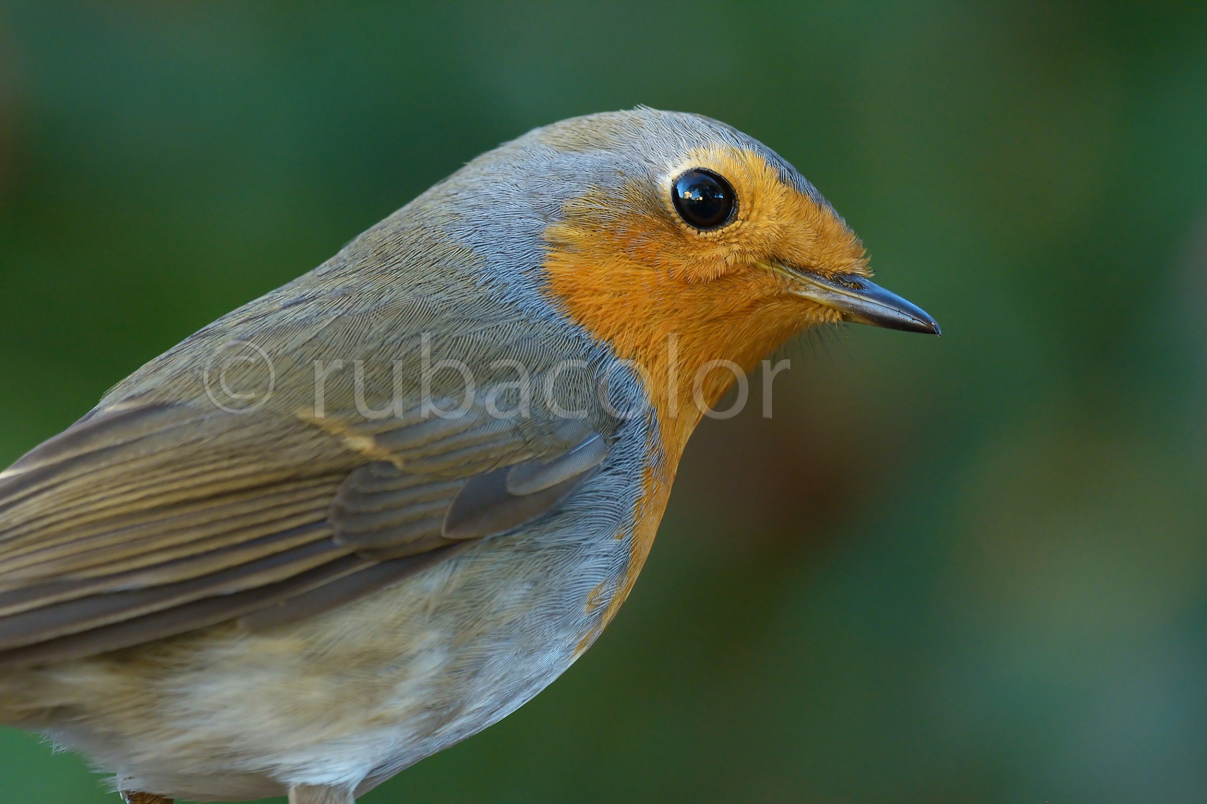 Robin with another macro...