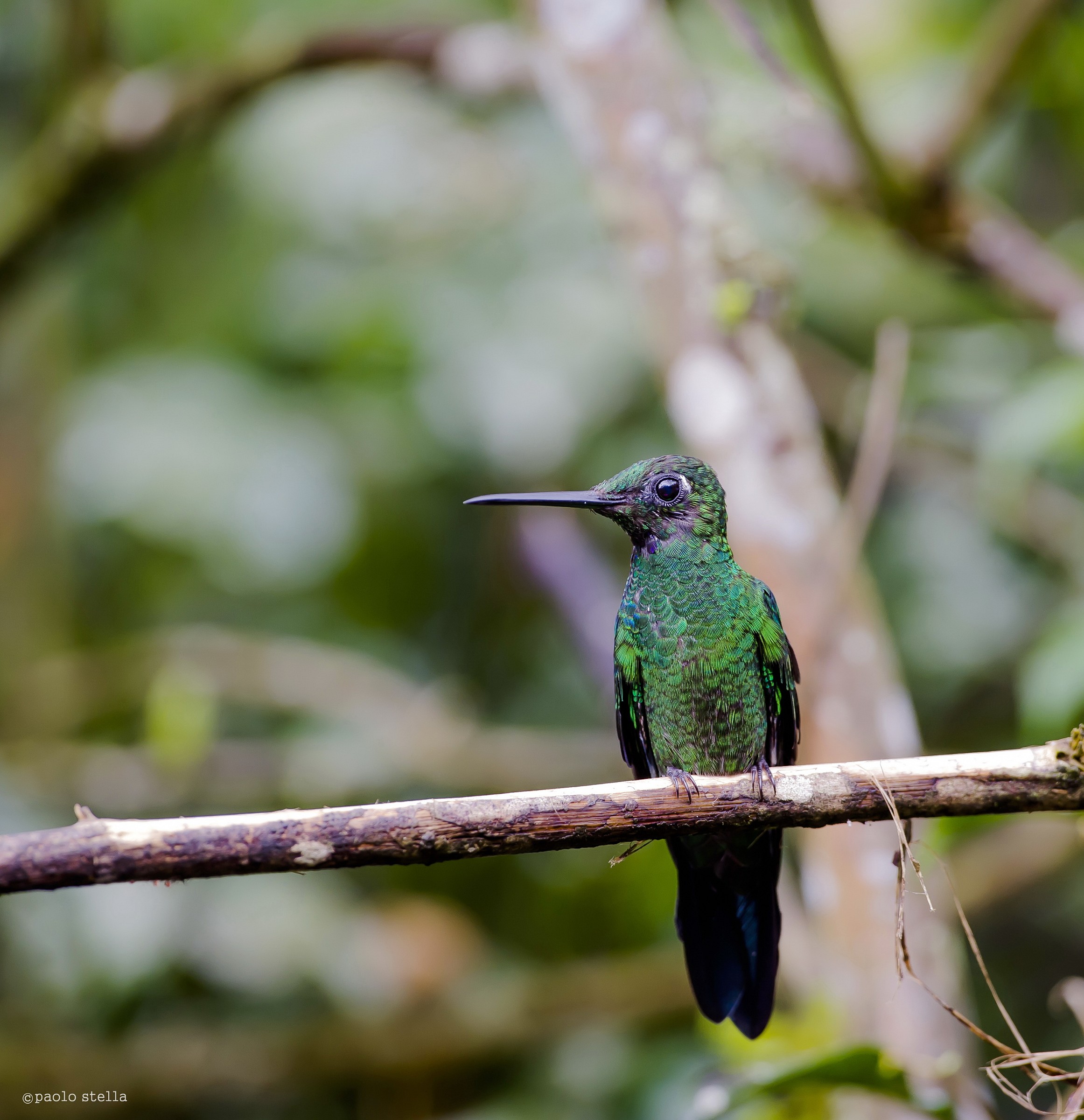 Green-crowned Brilliant...