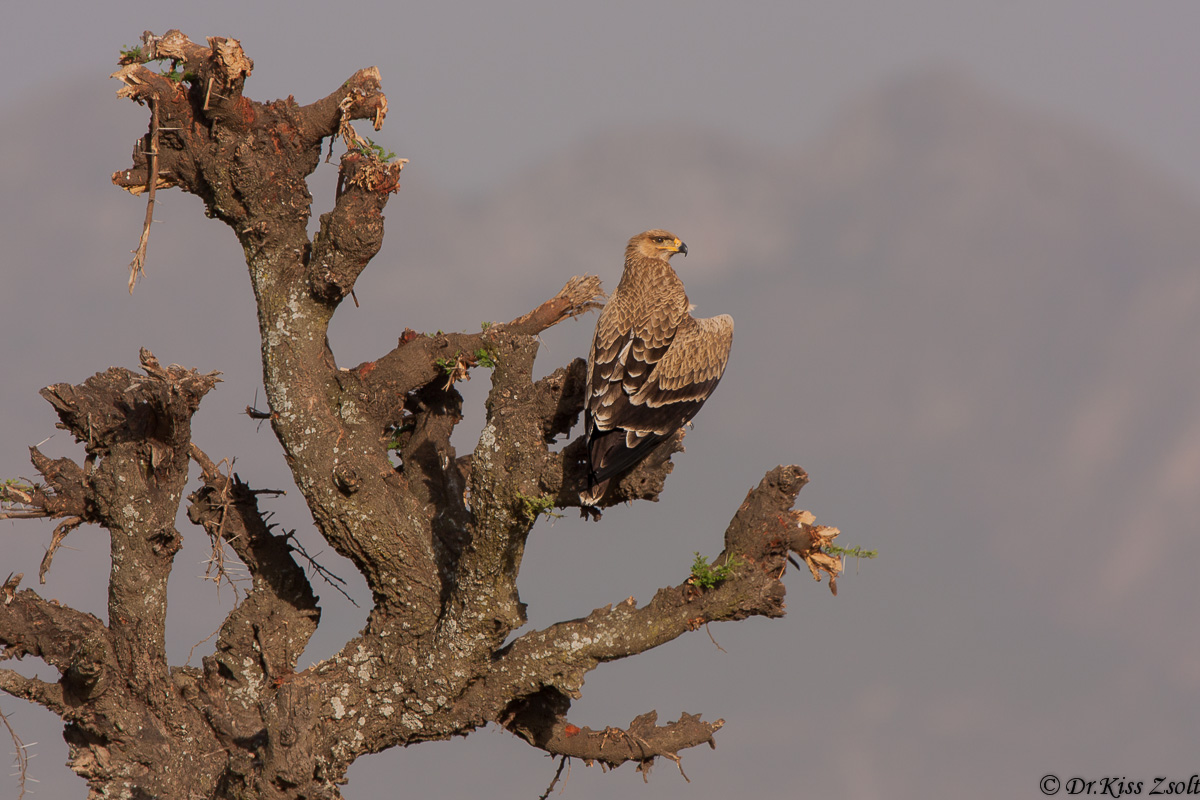Tawny eagle...