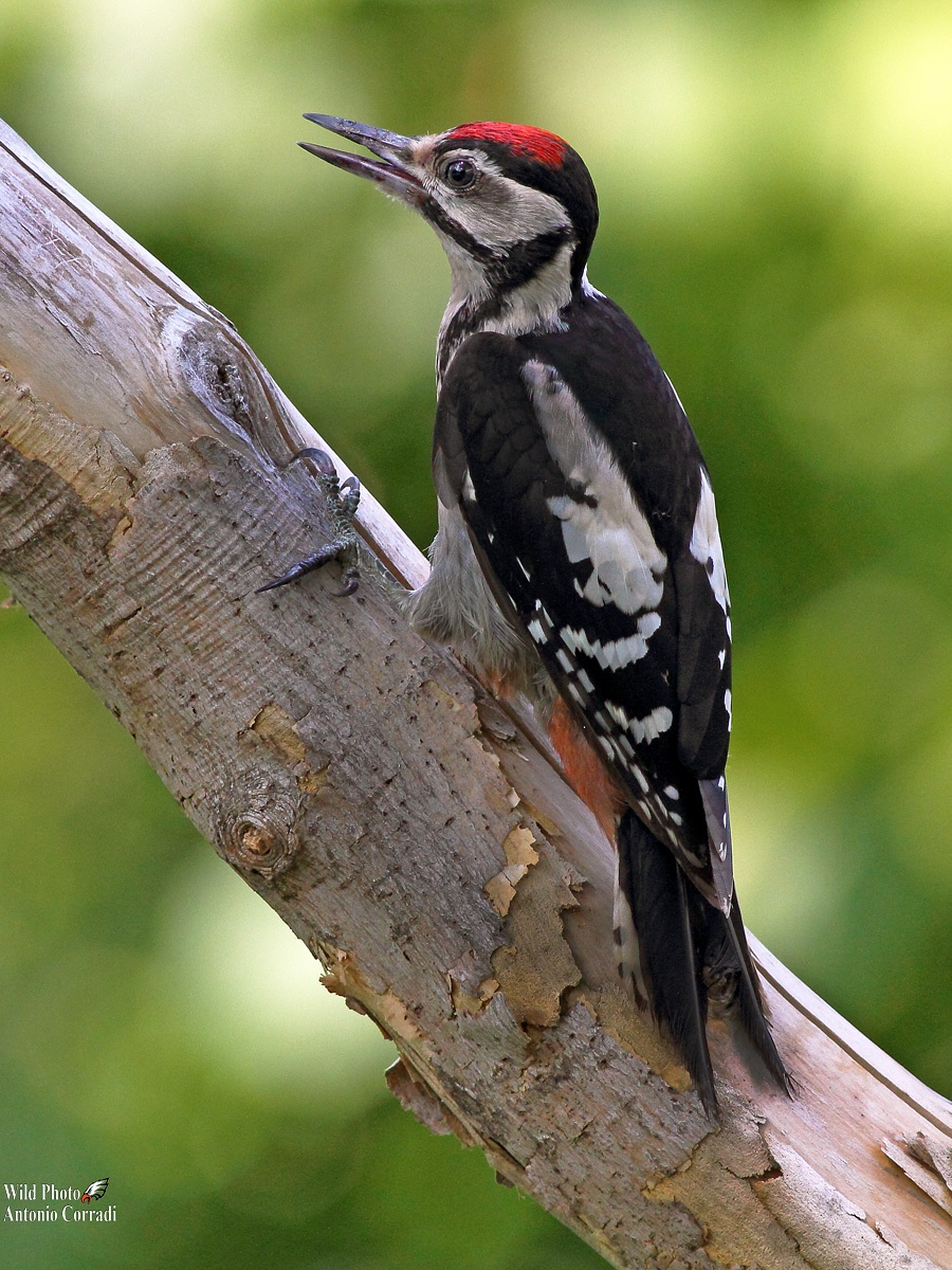 Young Woodpecker...