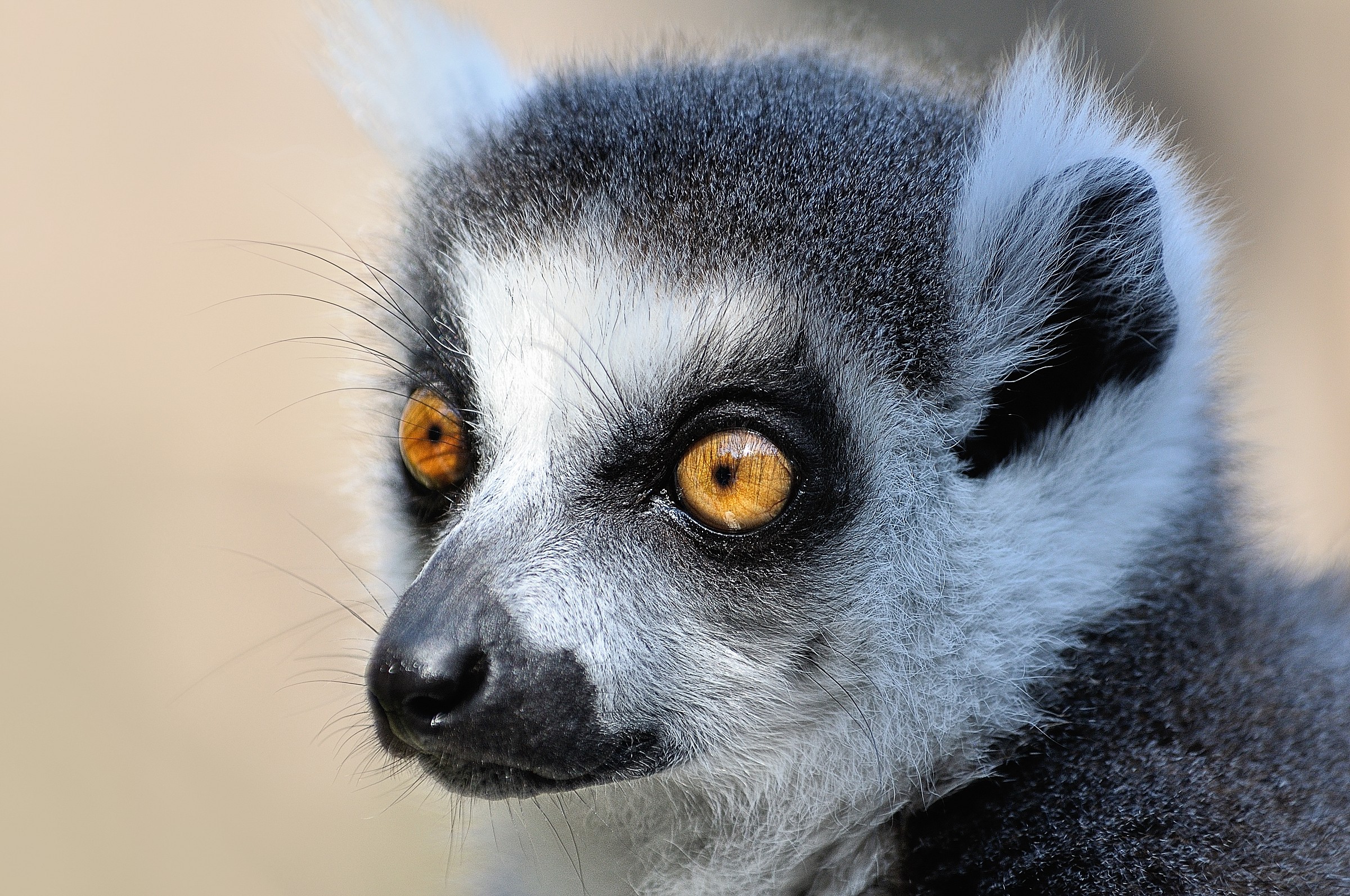 Lemur vision...