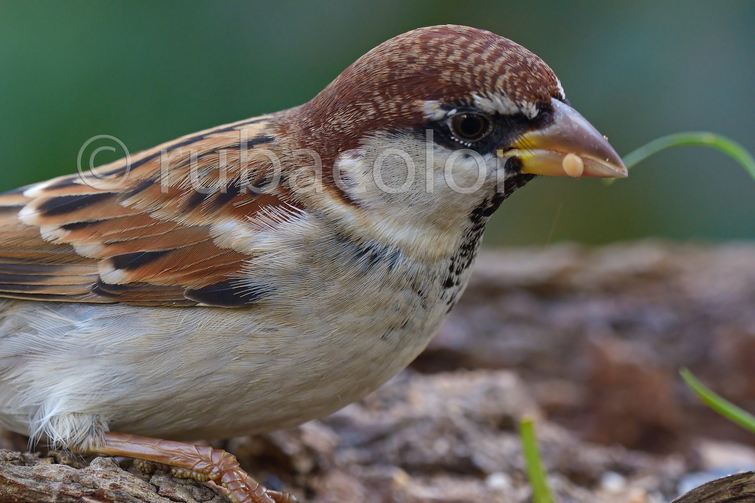 A macro to sparrow...