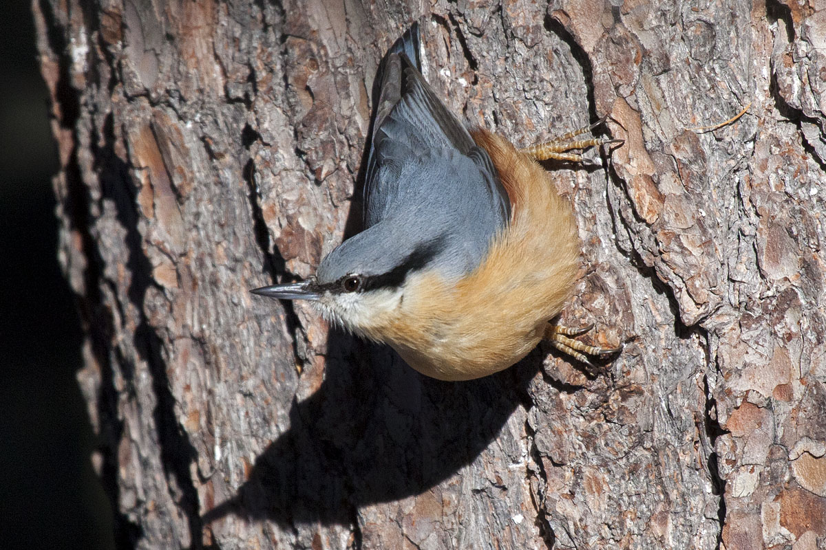 nuthatch .... double...