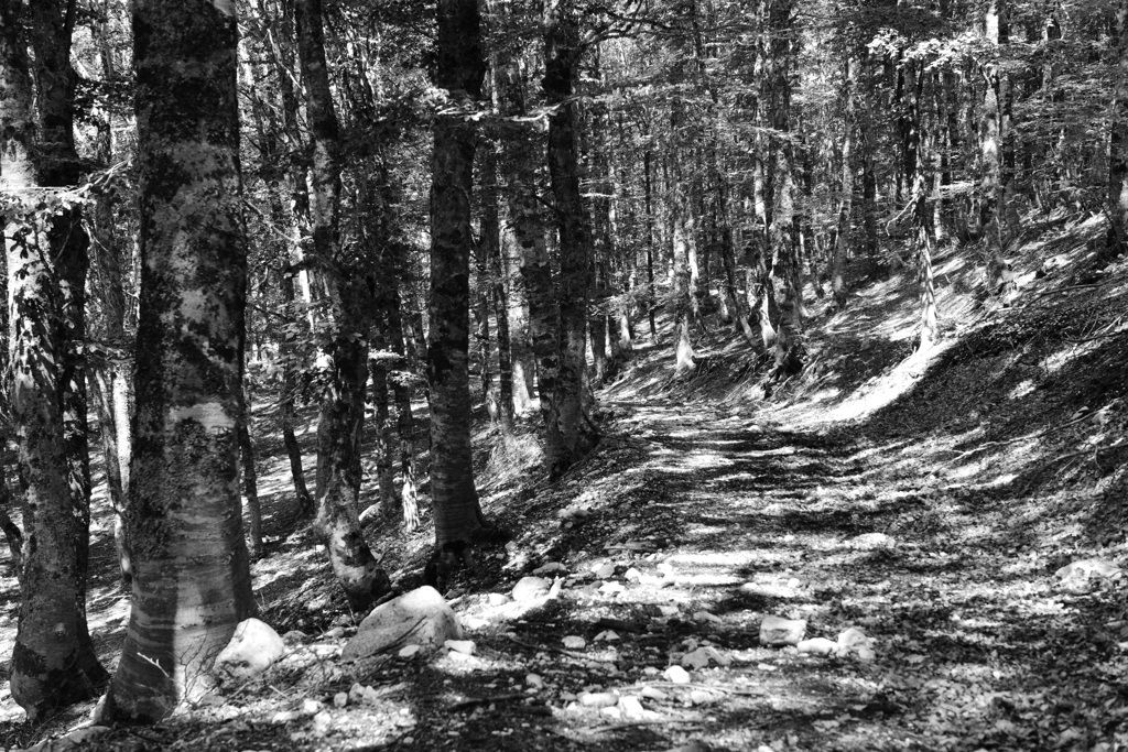 Woods Black and White...
