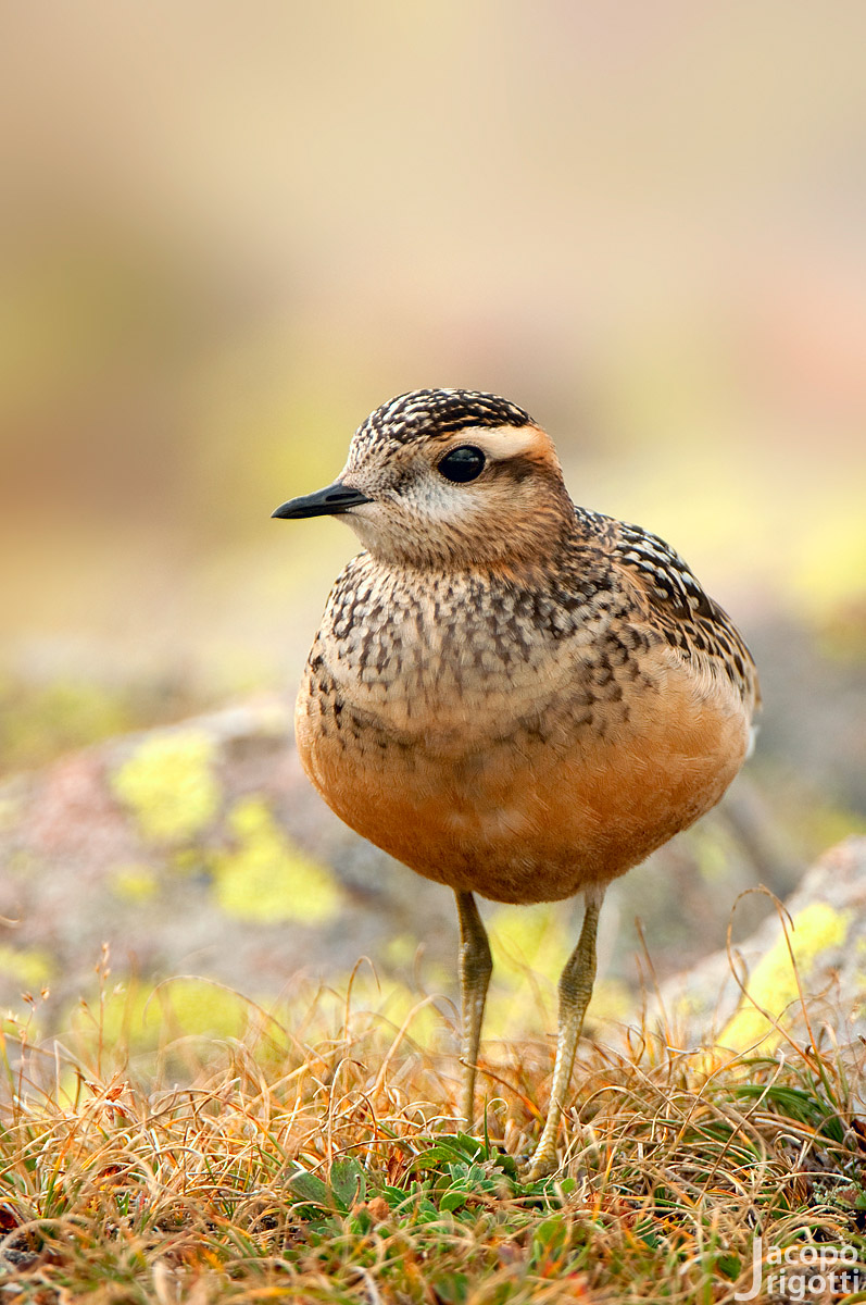 Face to face with dotterel...