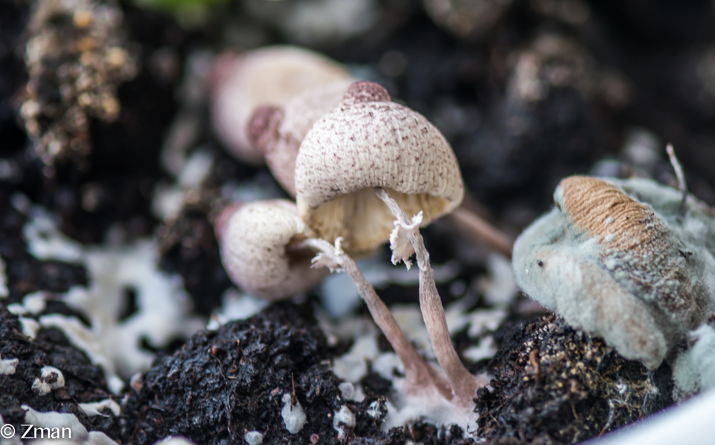 Wild Mushrooms...