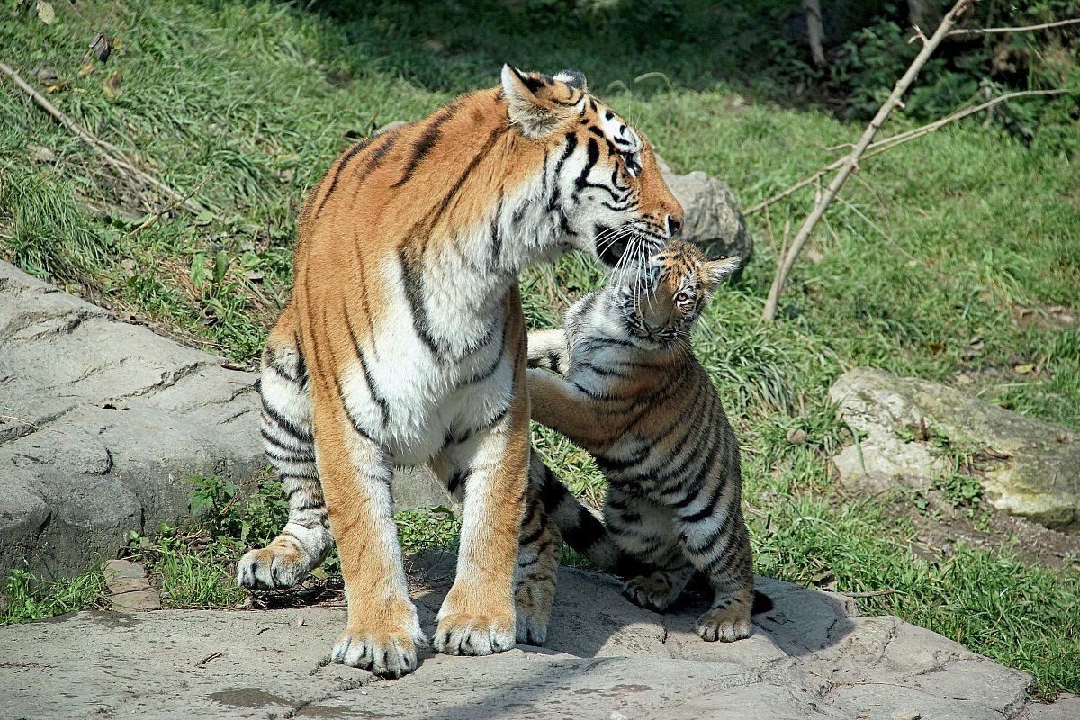 Tigers...