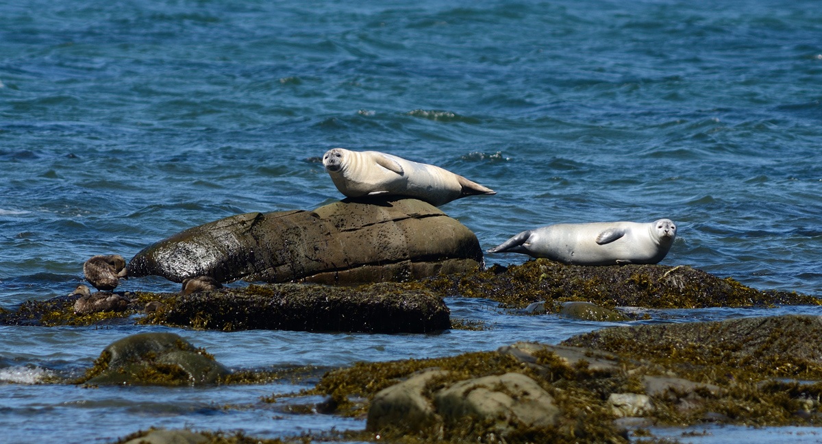 Seals of San Lorenzo...