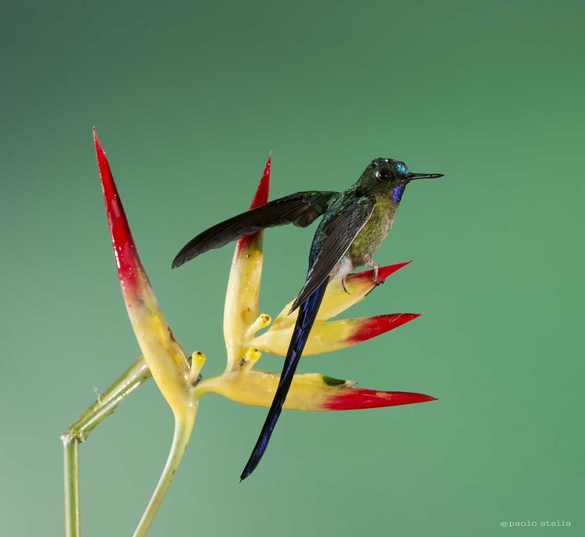 Long-tailed Sylph...