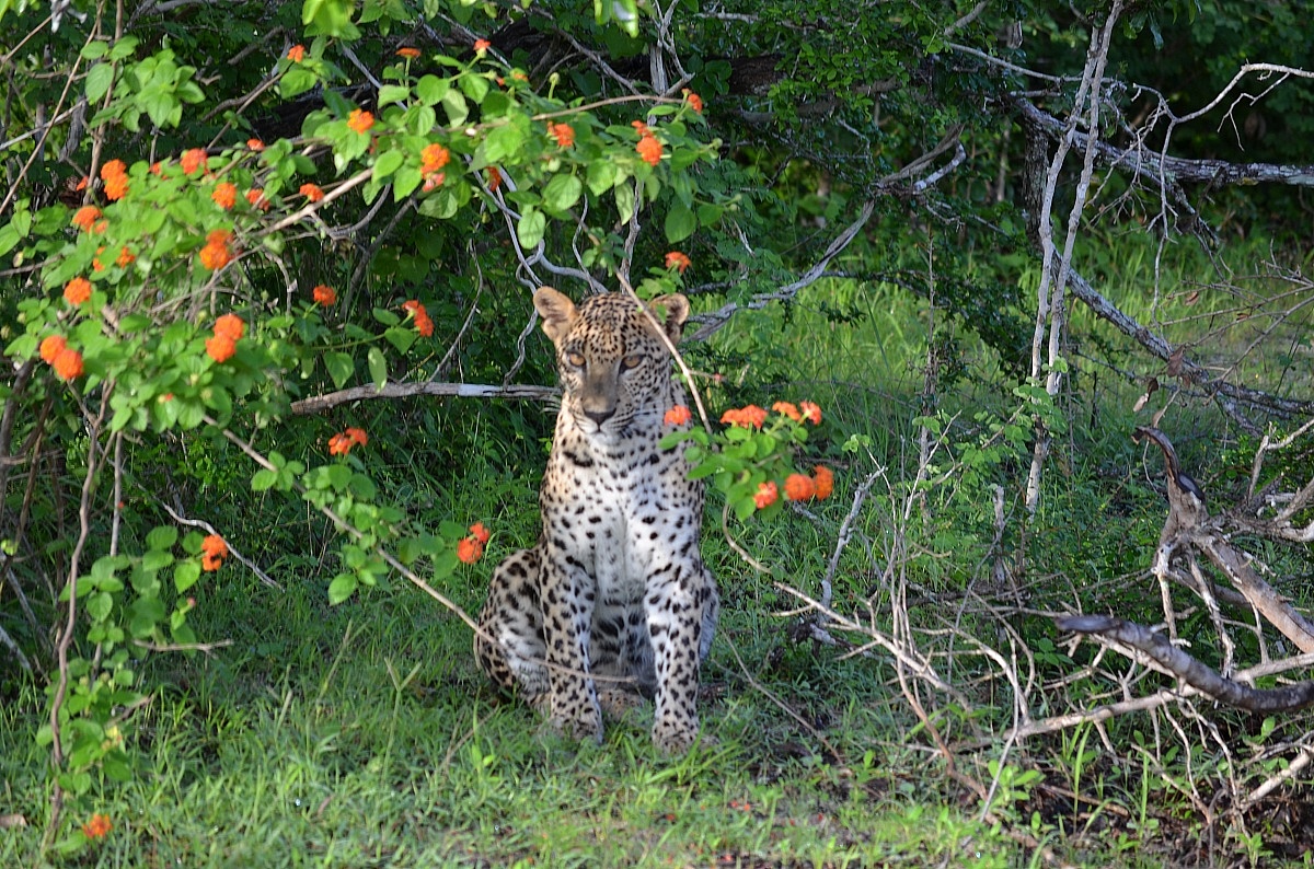 Juvenile leopard...