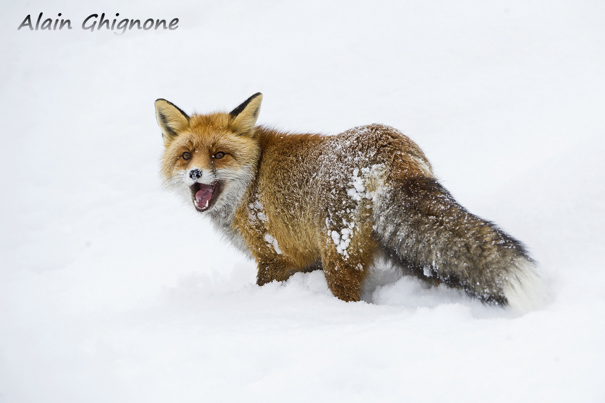 fox in the snow...