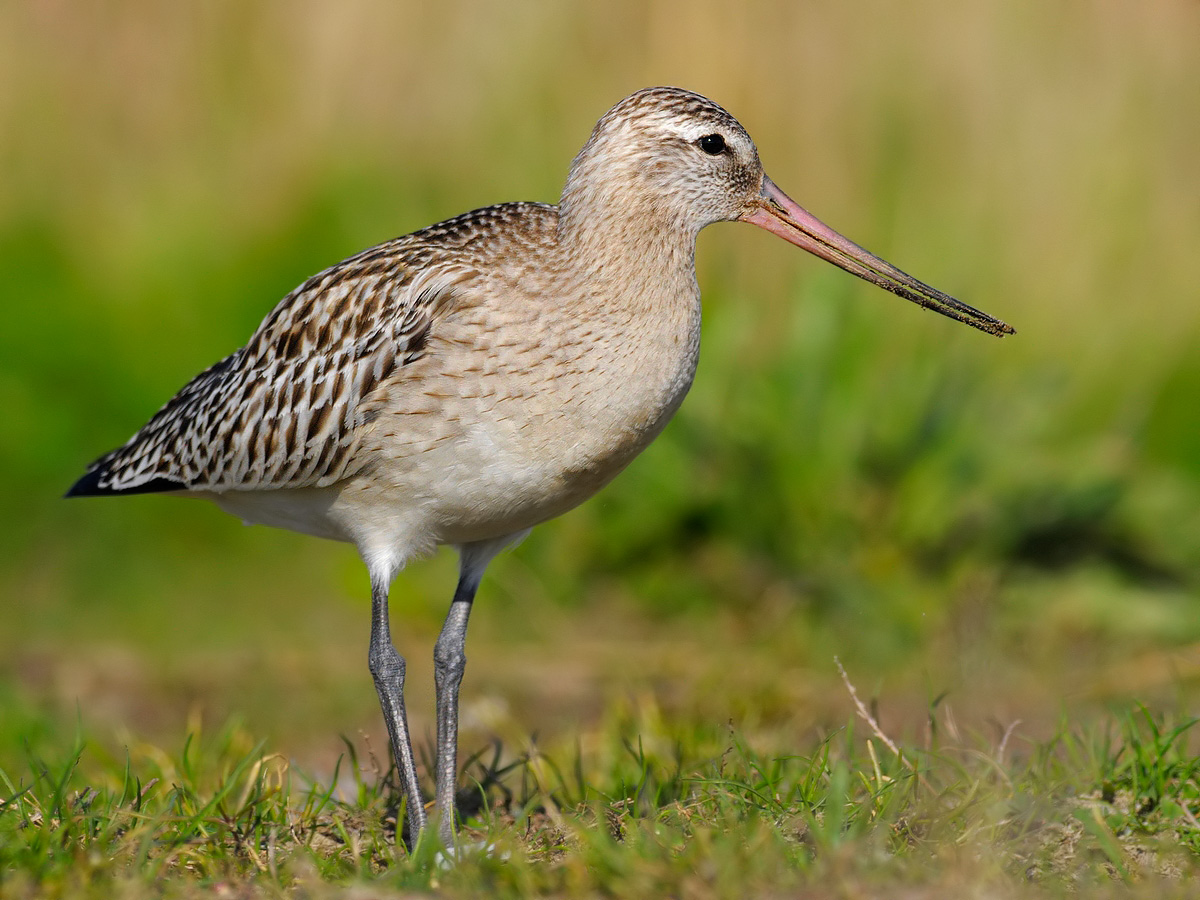 Bar-tailed Godwit (Limosa lapponica)...