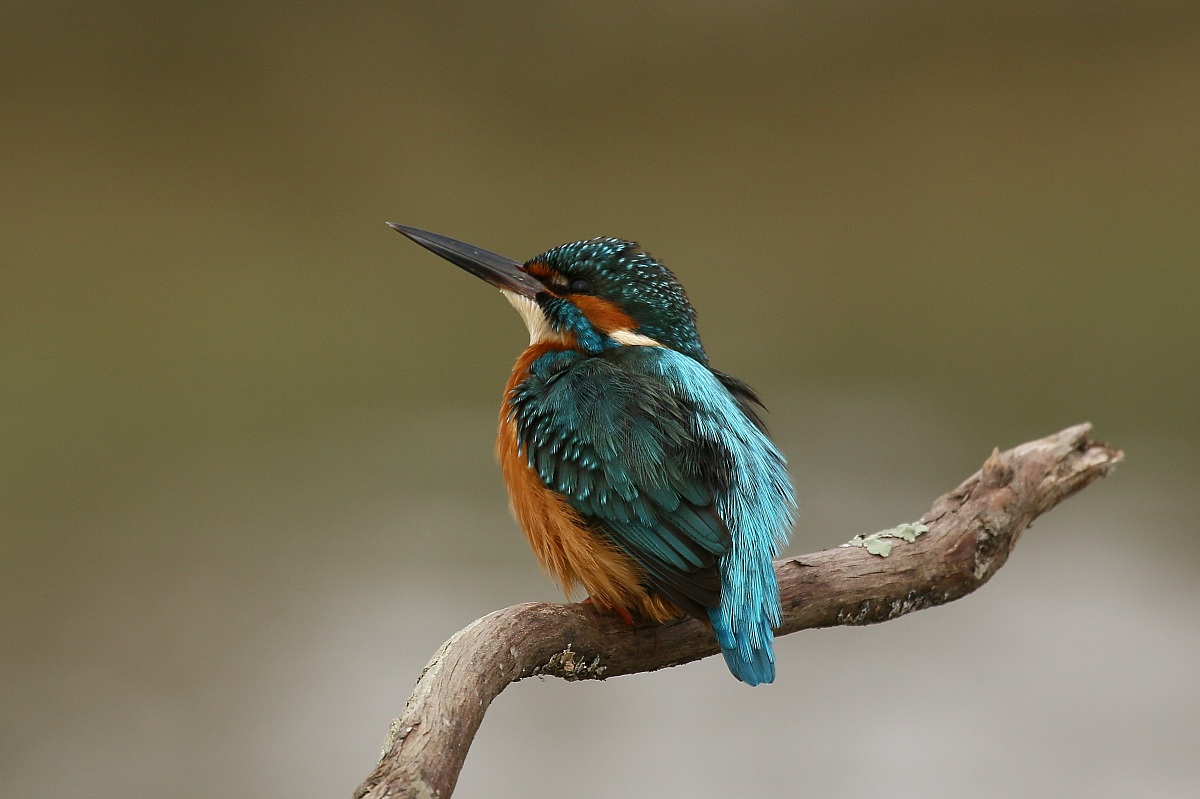 Martin Pescatore: guardando il cielo...