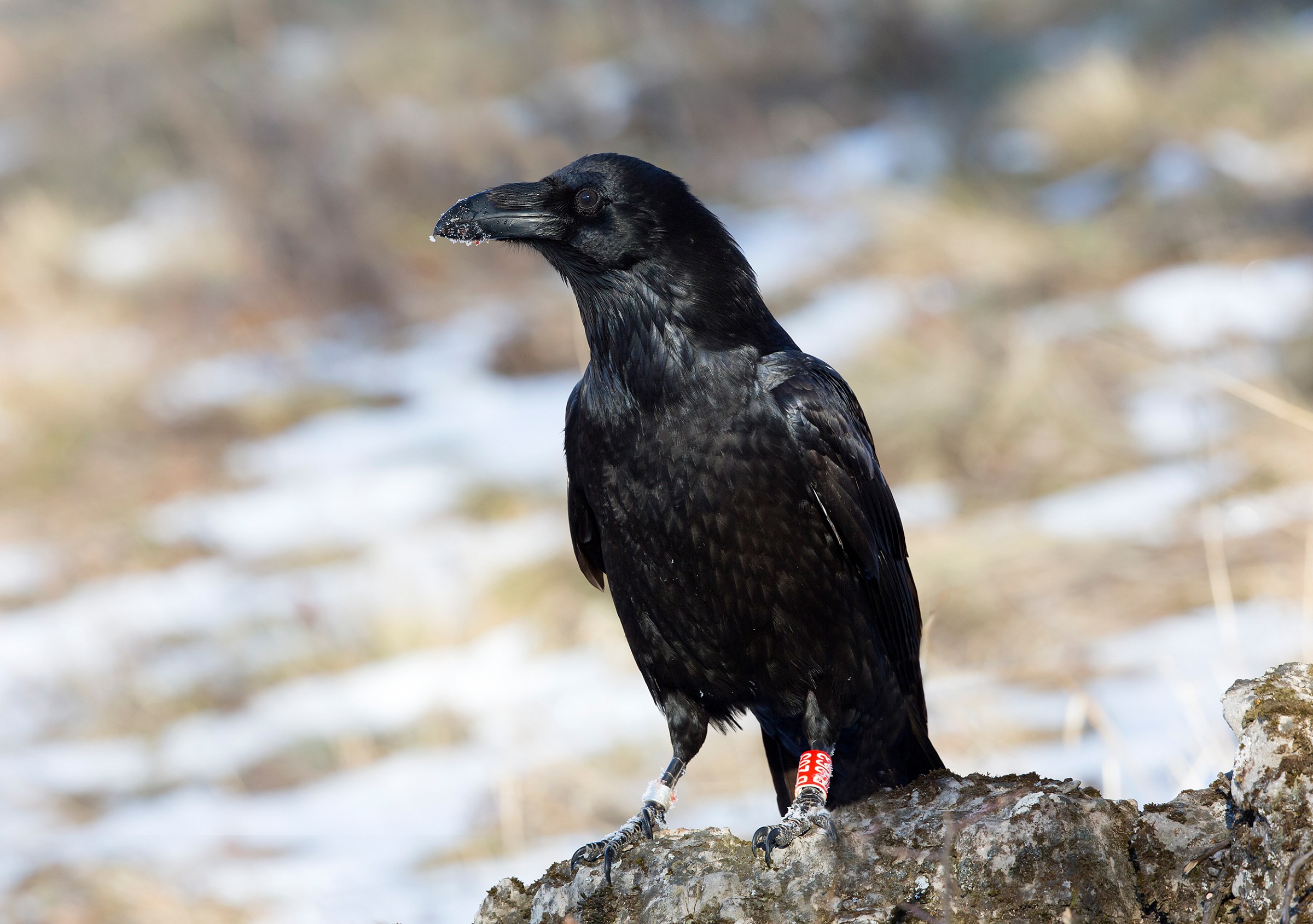 corvo imperiale...