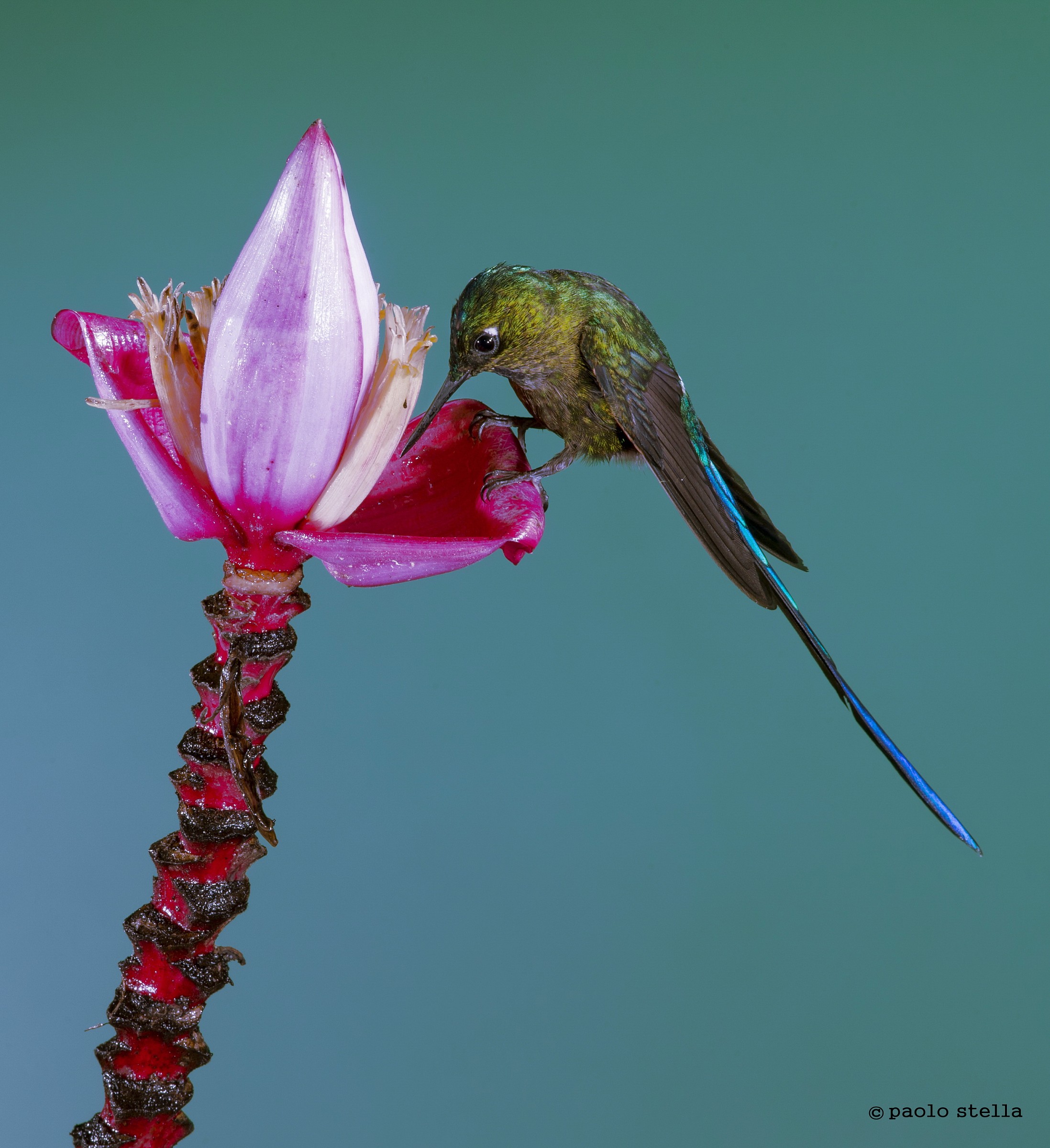 Long-tailed Sylph...