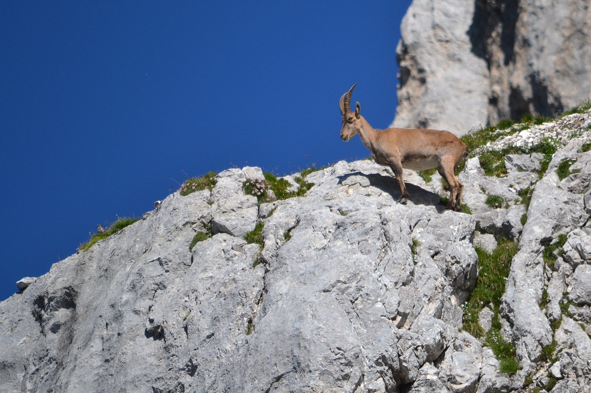 Female ibex in environment...