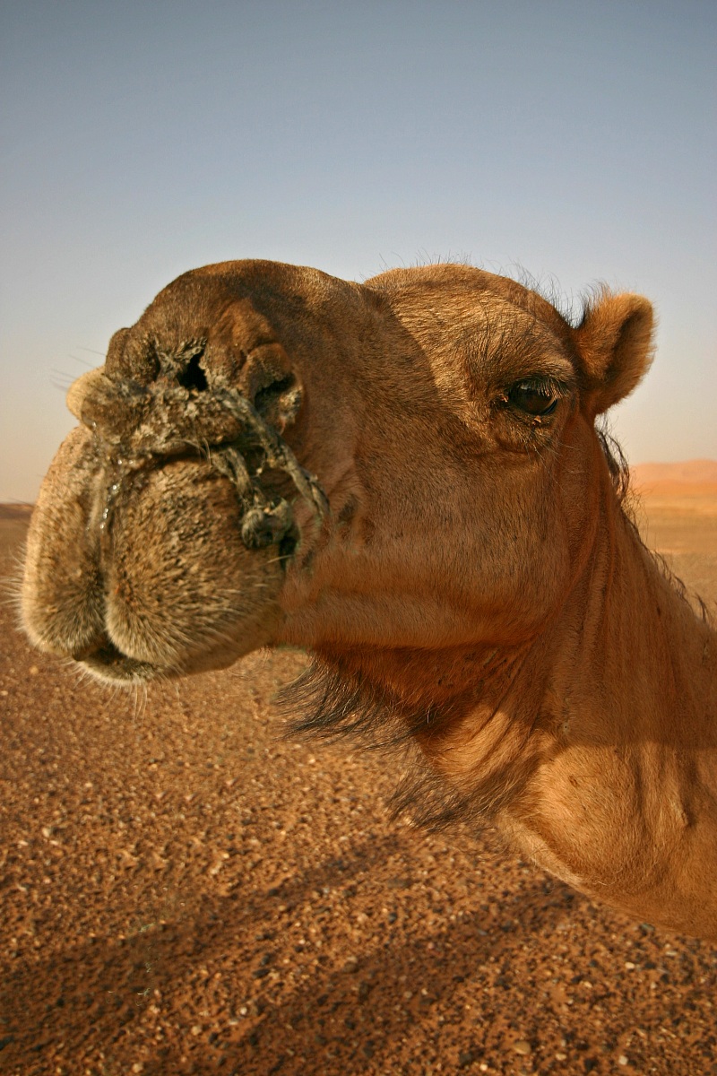Camel - Morocco...