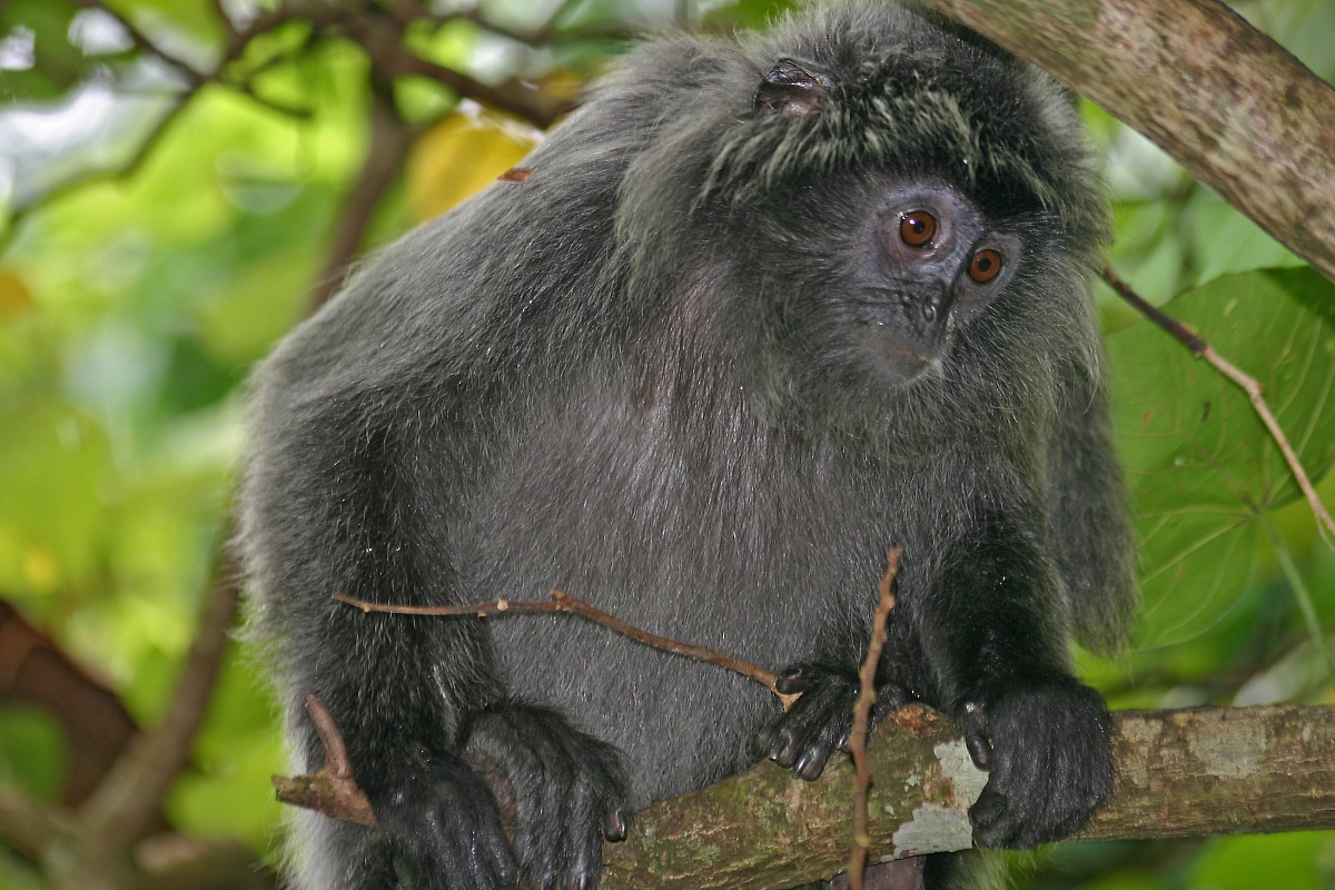 Scimmia nera - Malesia - Borneo...