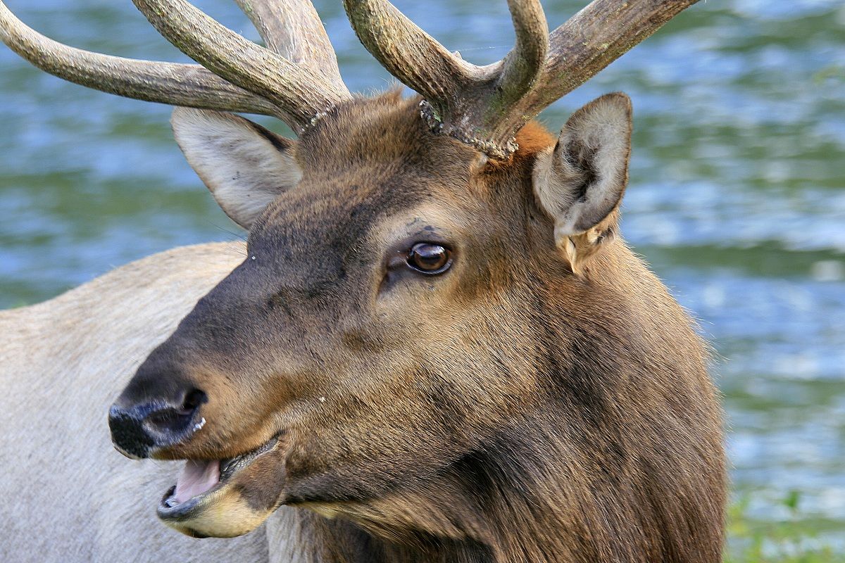 American deer - Banff national Park...
