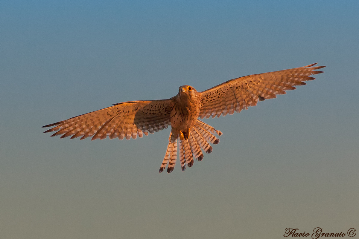 Kestrel at sunset...