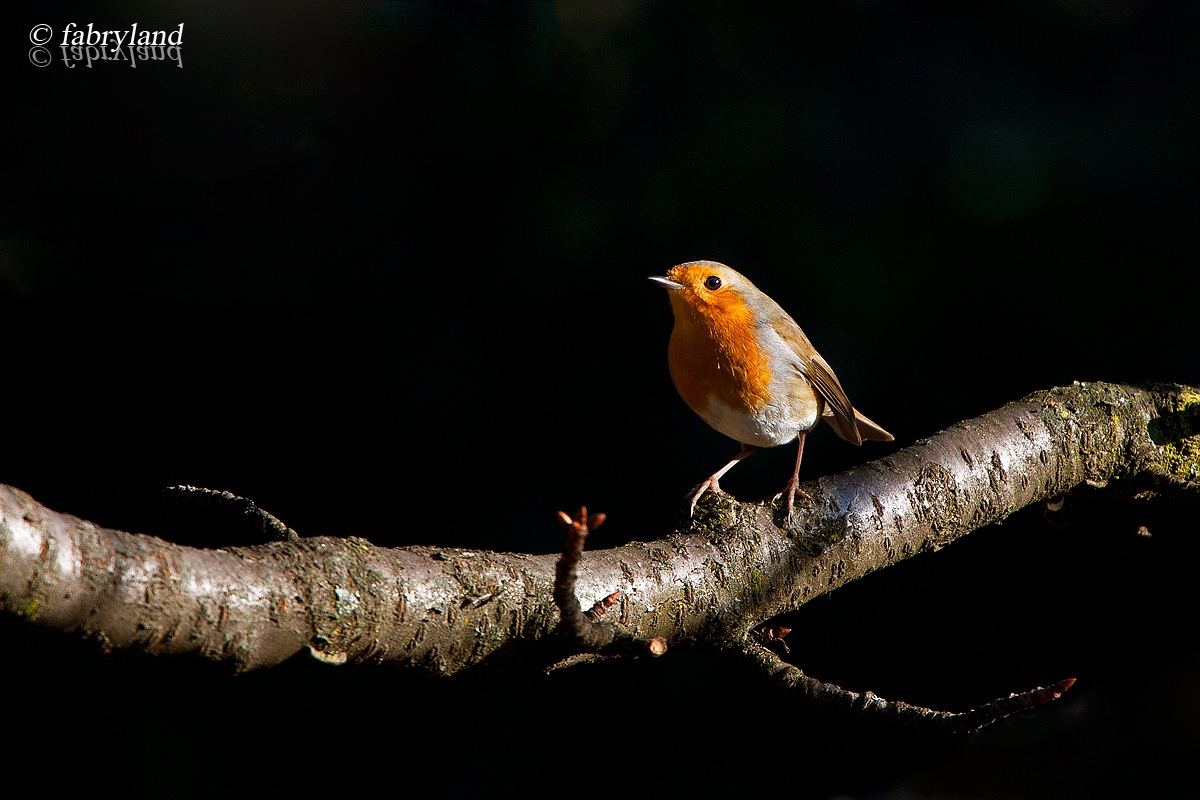 The robin and the beam of light...
