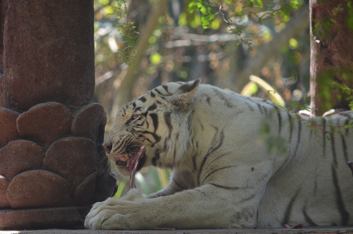 La grande tigre bianca bellissima...