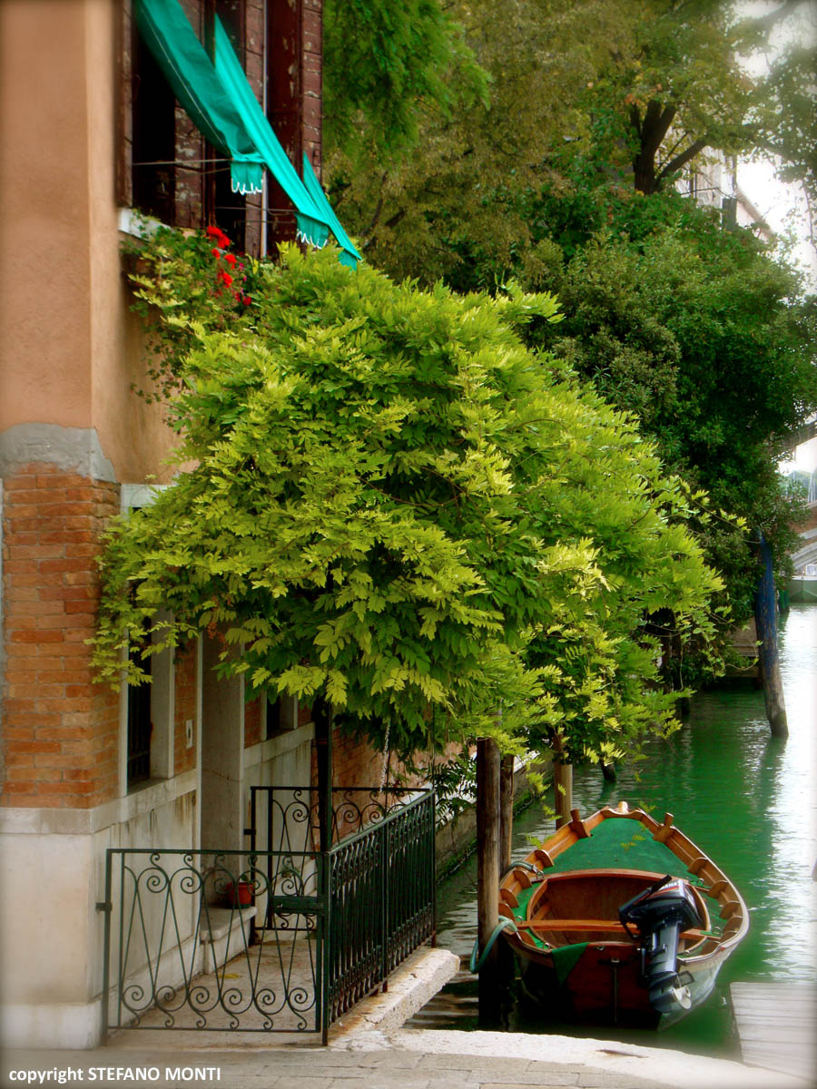 glimpse Venetian...