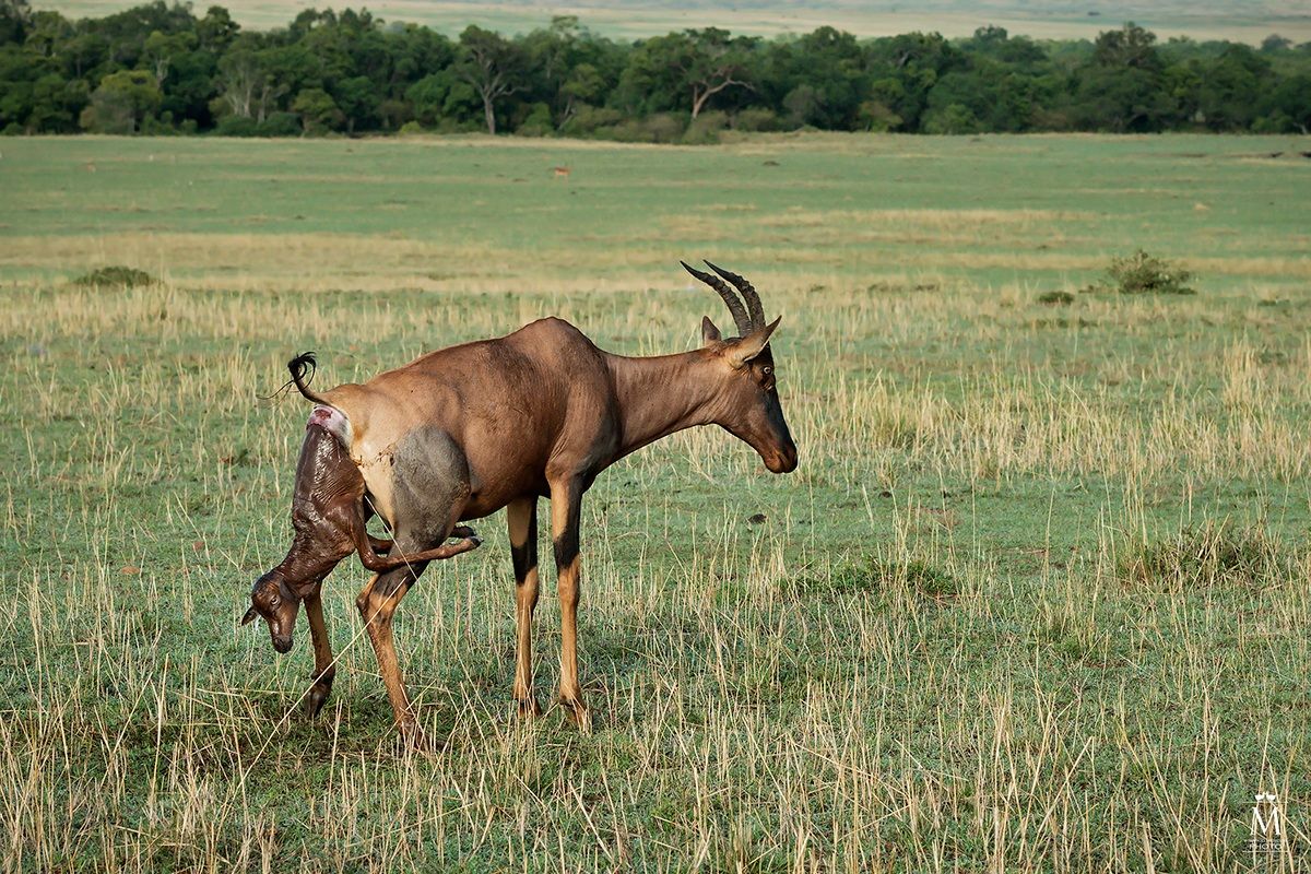 Una Nuova Vita nel Masai Mara....