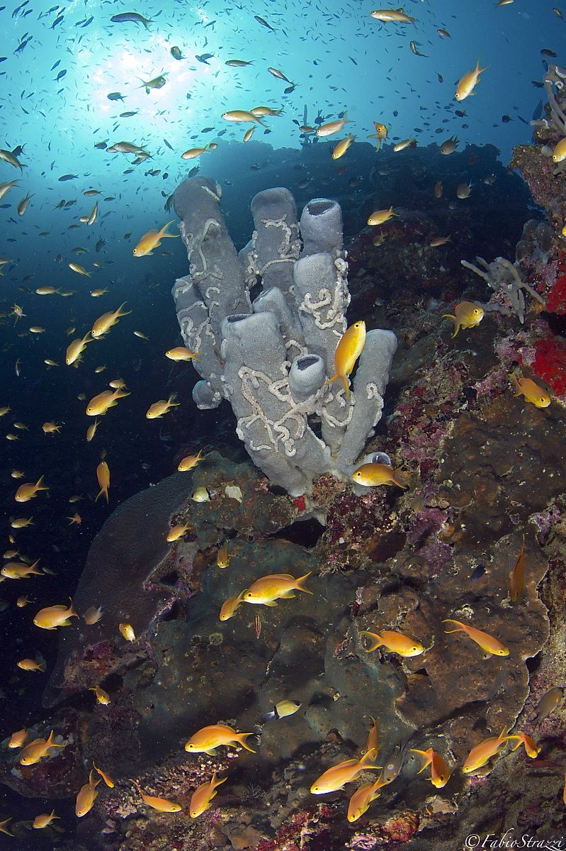 Reef...