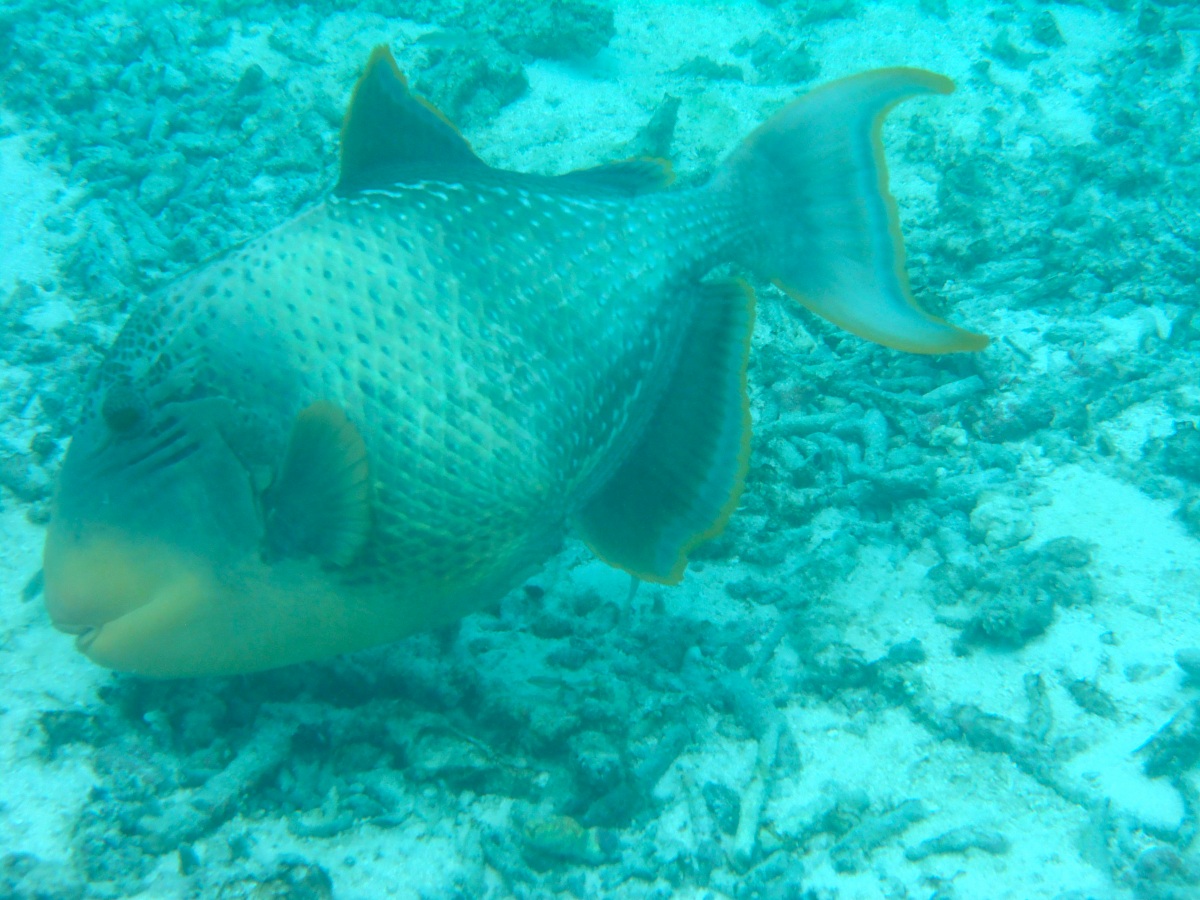 Pesce Balestra Titano (Balistoides viridescens)...