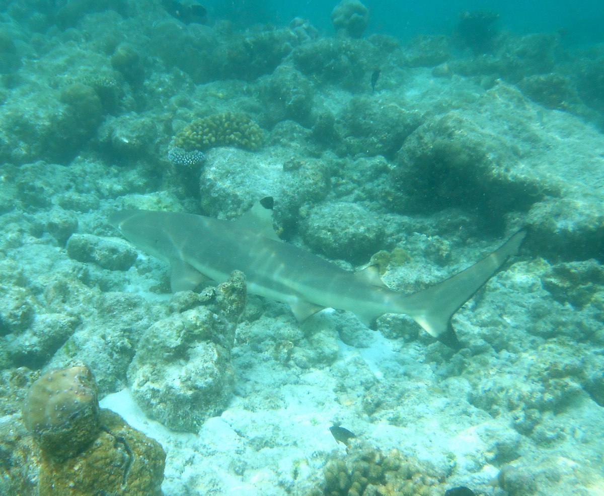Squalo Pinna Nera (Carcharhinus melanopterus)...