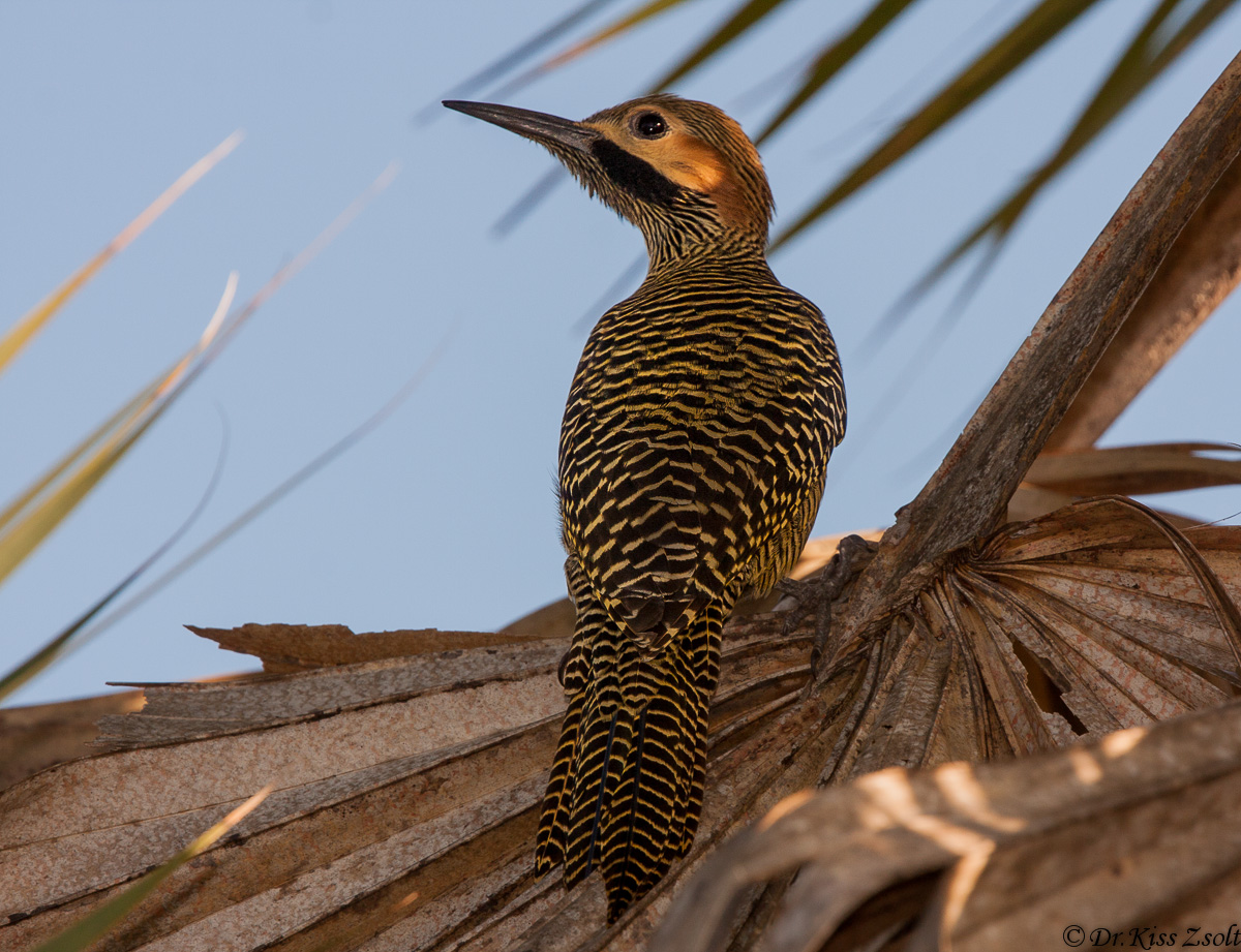 Fernandina's Flicker...