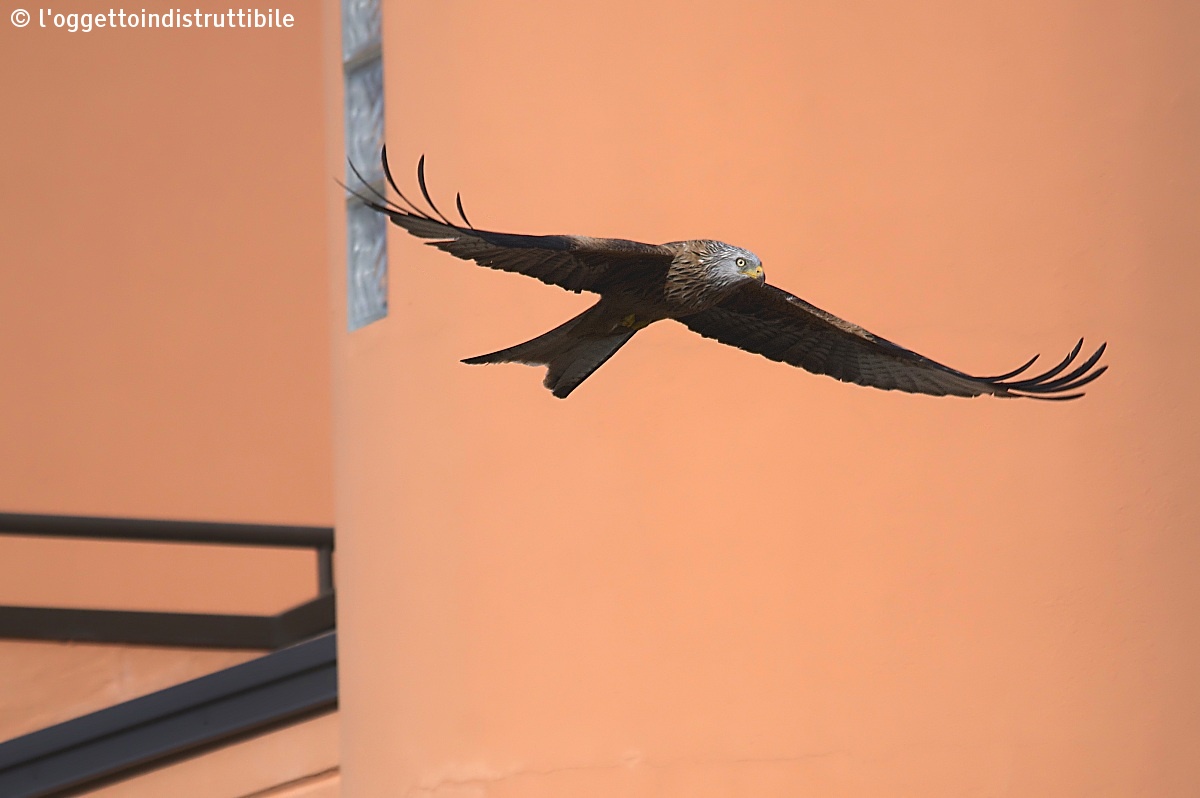 I have a kite in the house - Red Kite...