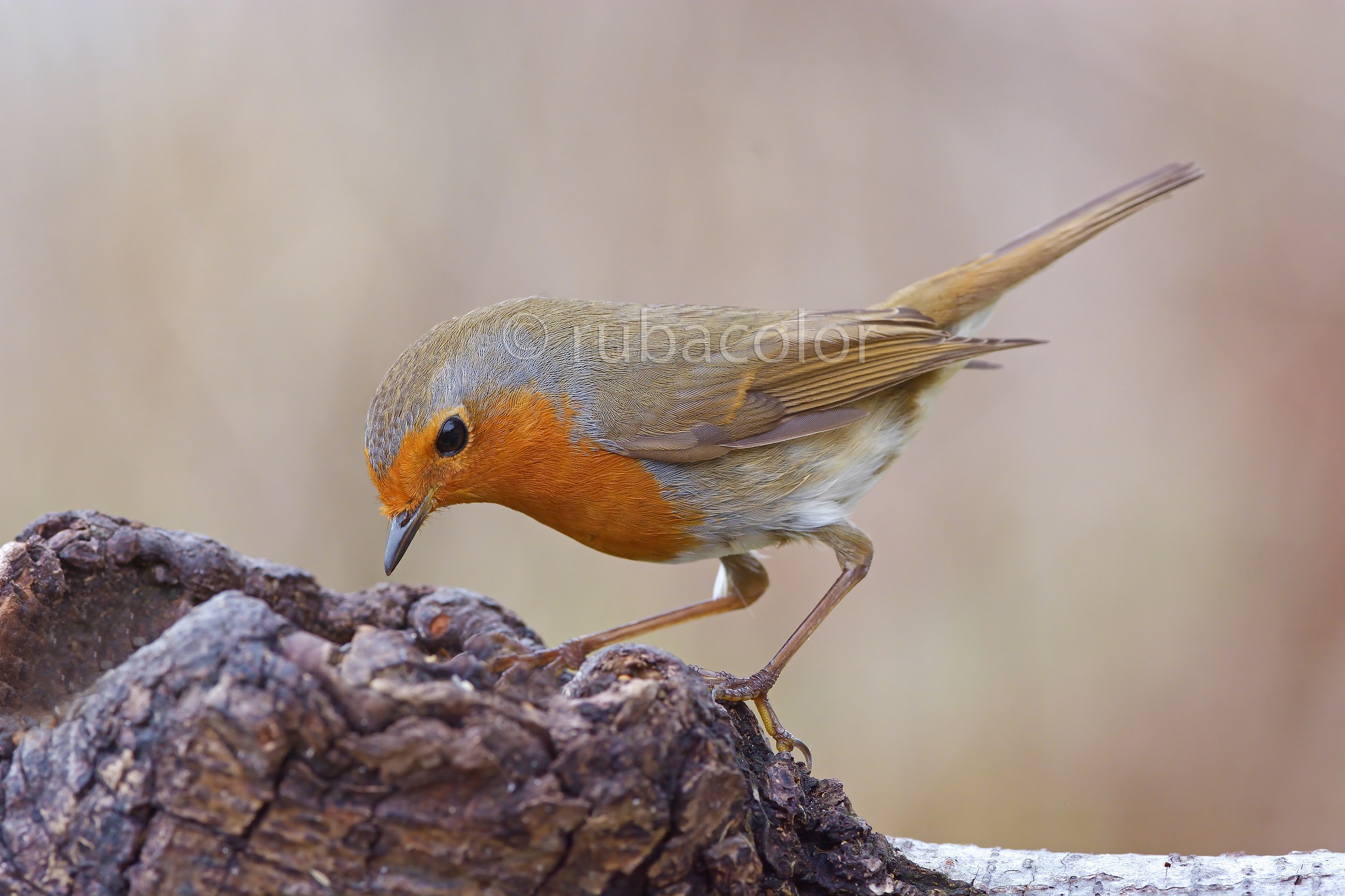 In search of food...