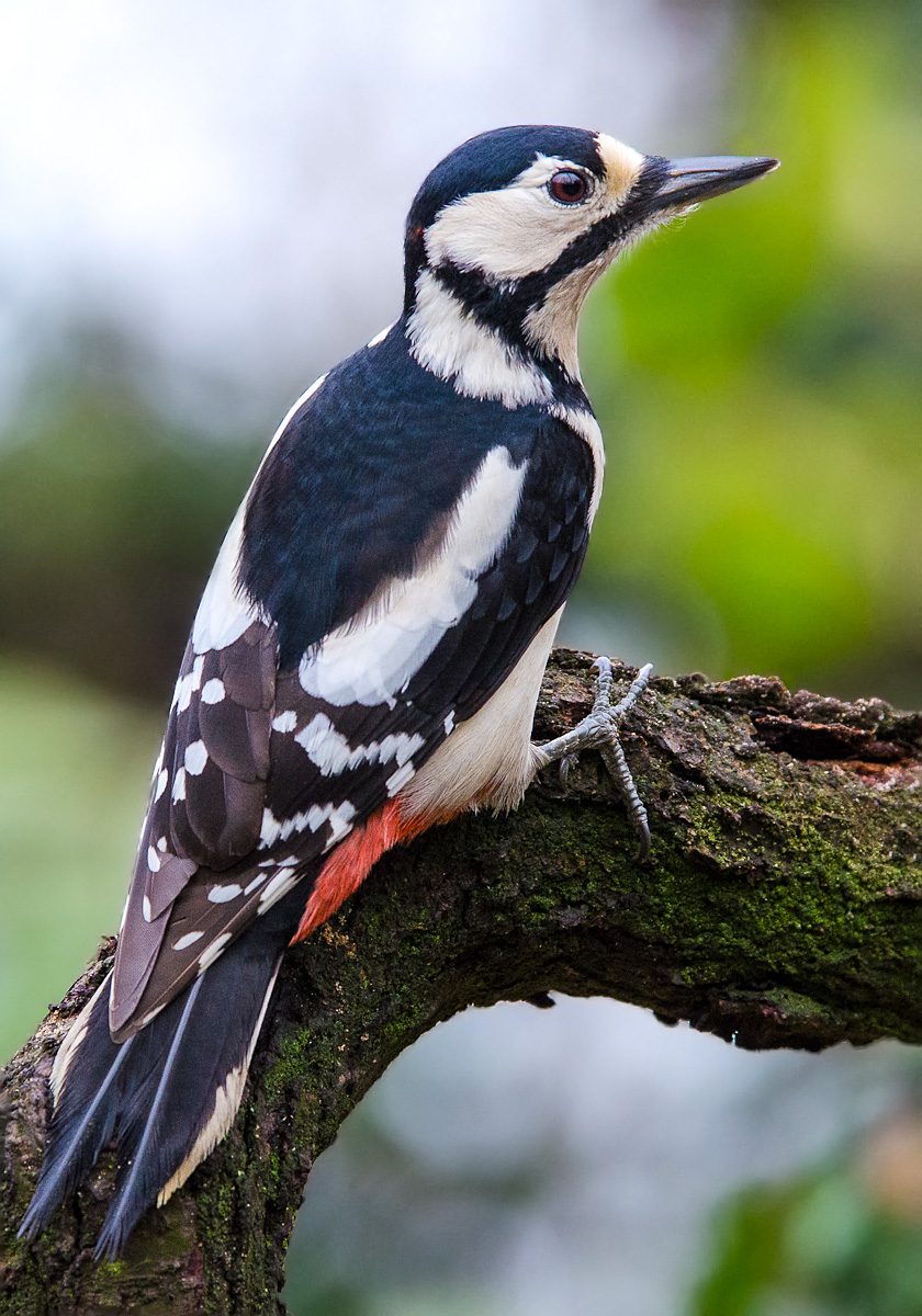 Spotted Woodpecker female...
