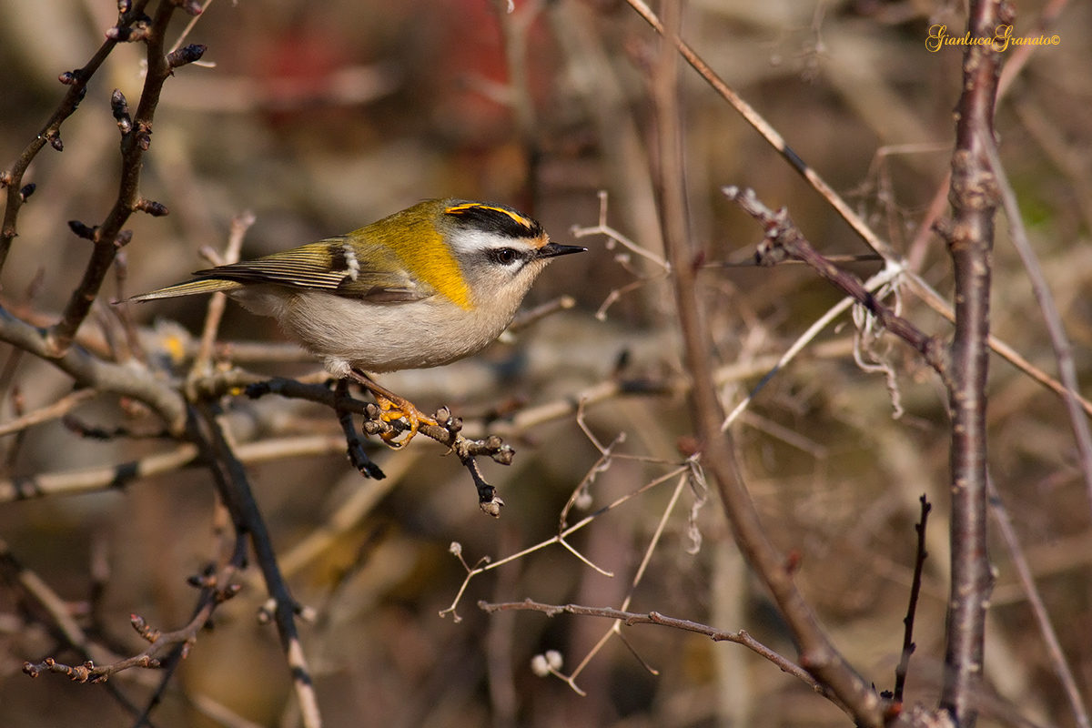 Firecrest...