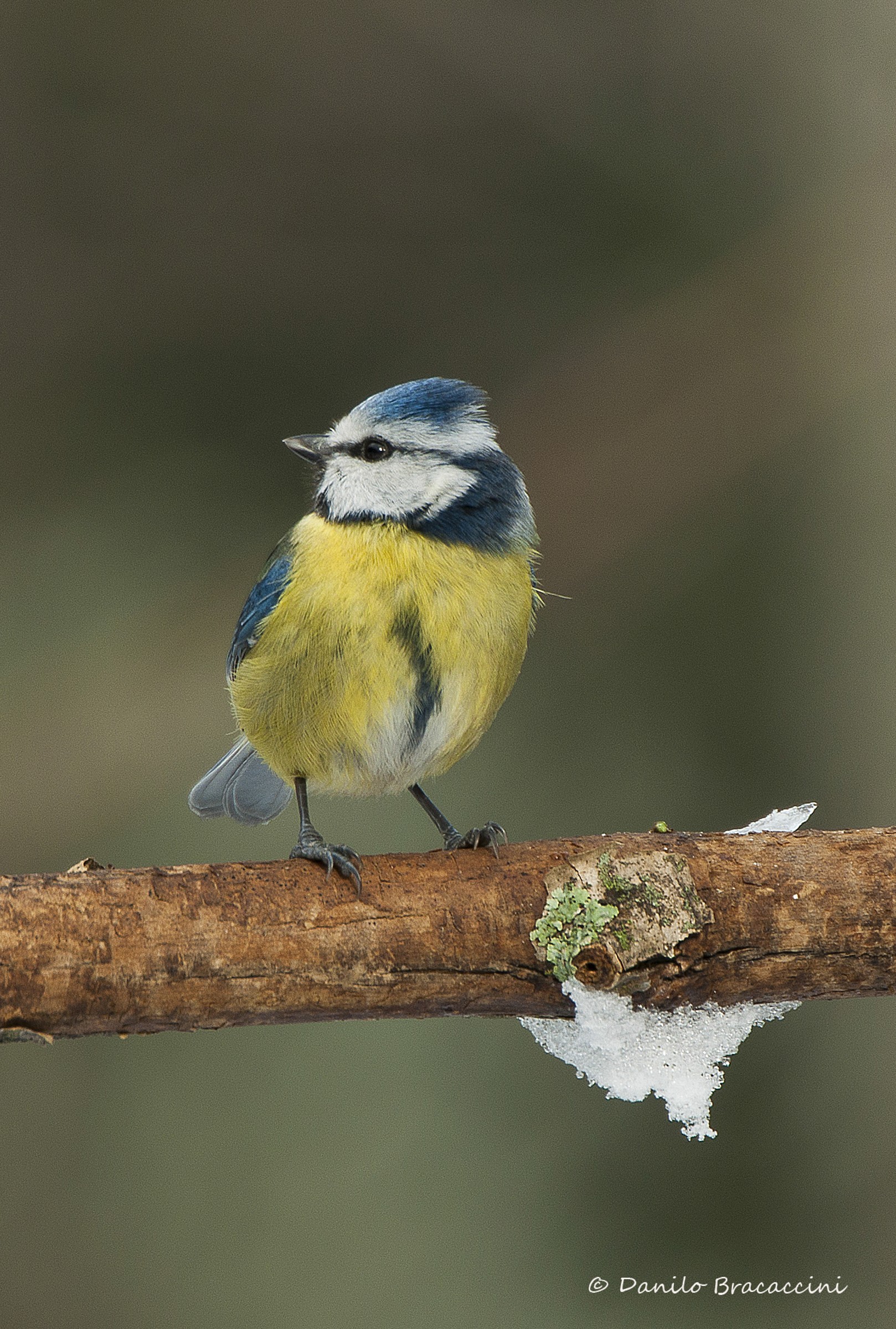 blue tit with snow...